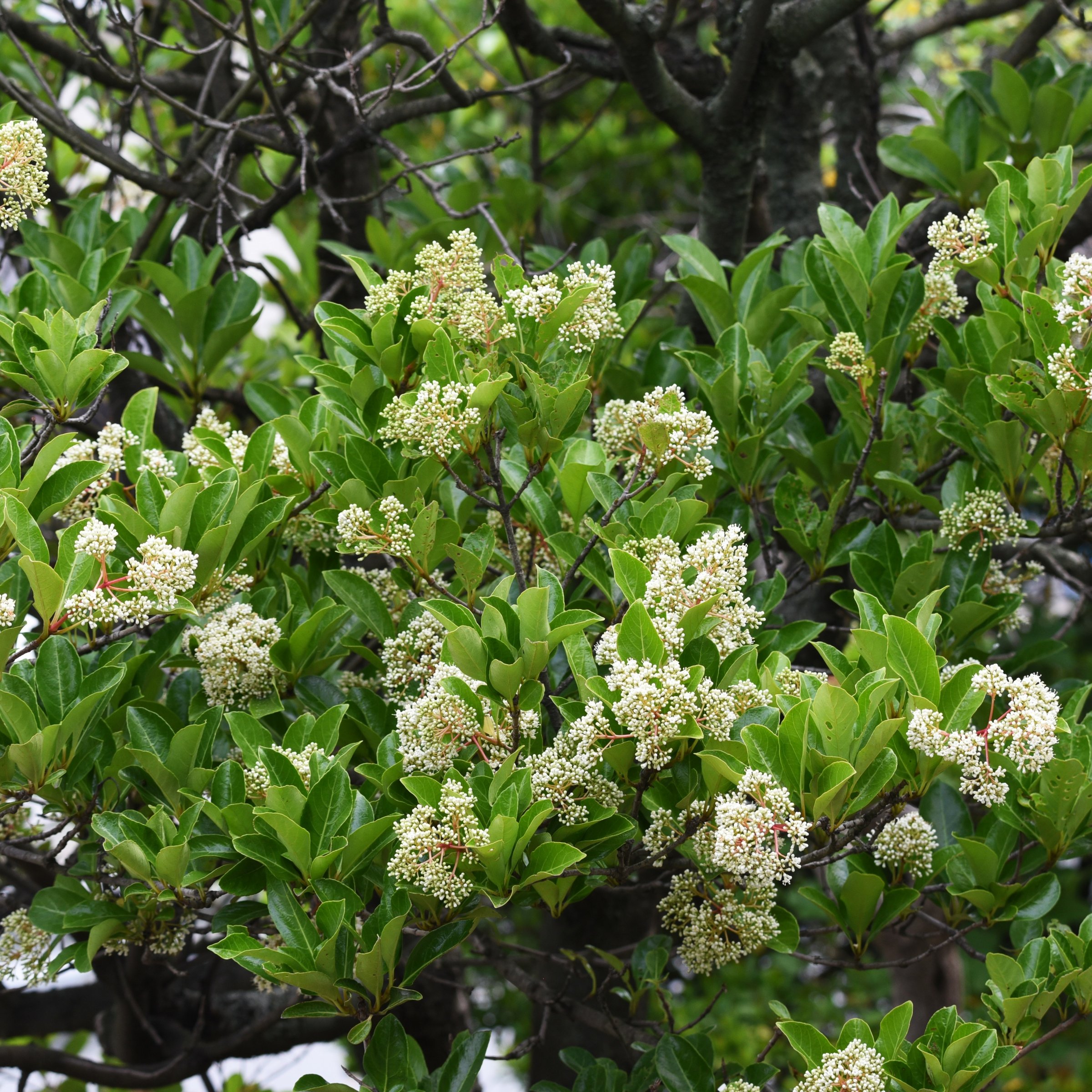 National Plant Network LW1821 shrubs - View #2