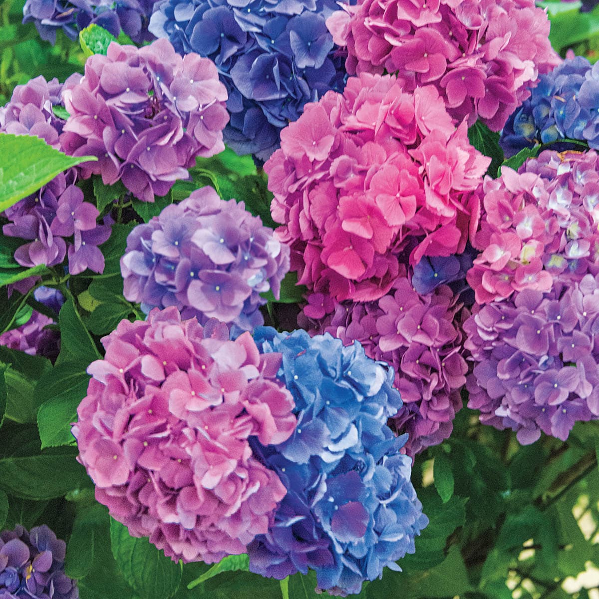 Spring Hill Nurseries 65694 L.A. Dreamin Hydrangea Multi Color Flowering Shrub in 1 Pack(s) Bare Root
