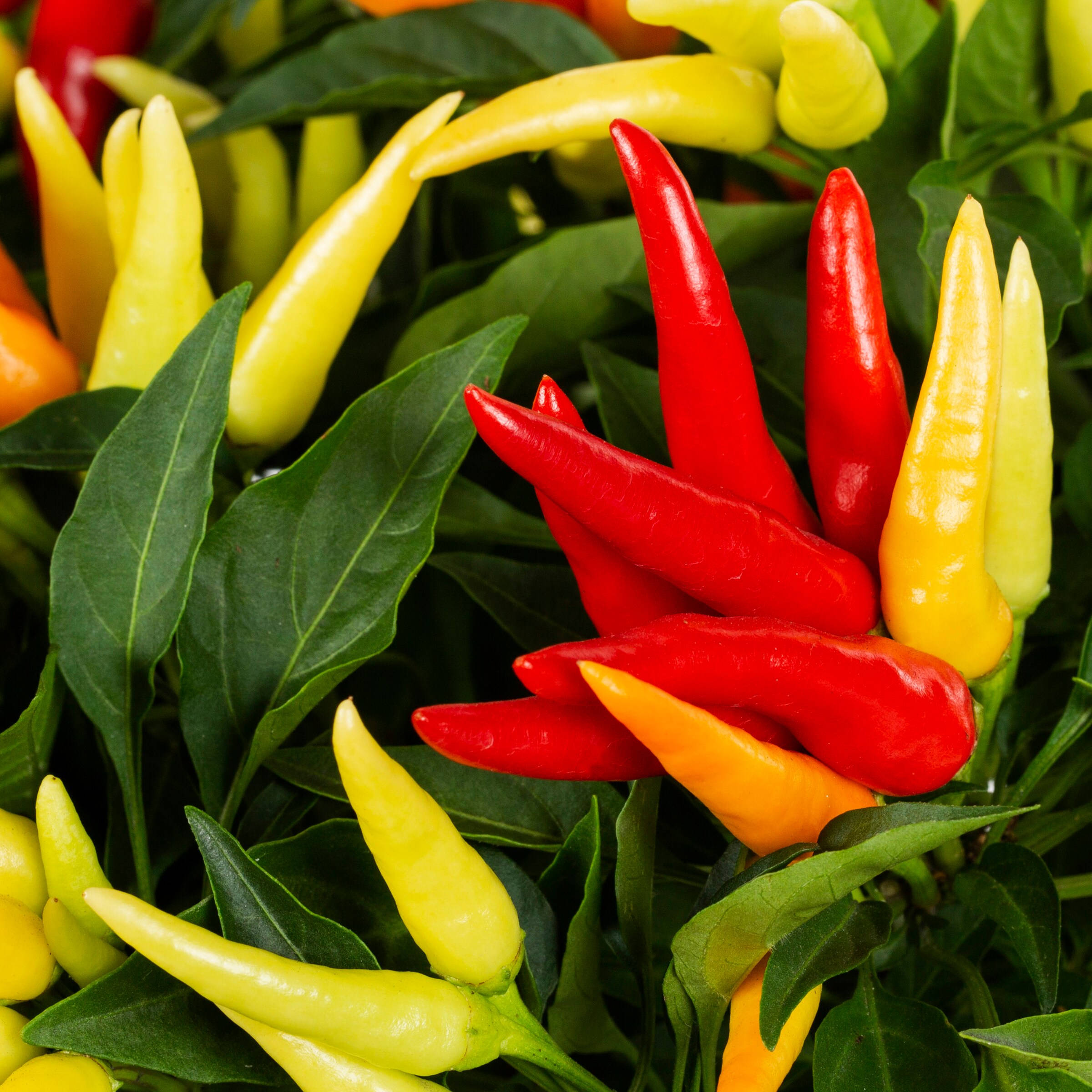 Lowe's PEPORN1.75 annuals - View #2