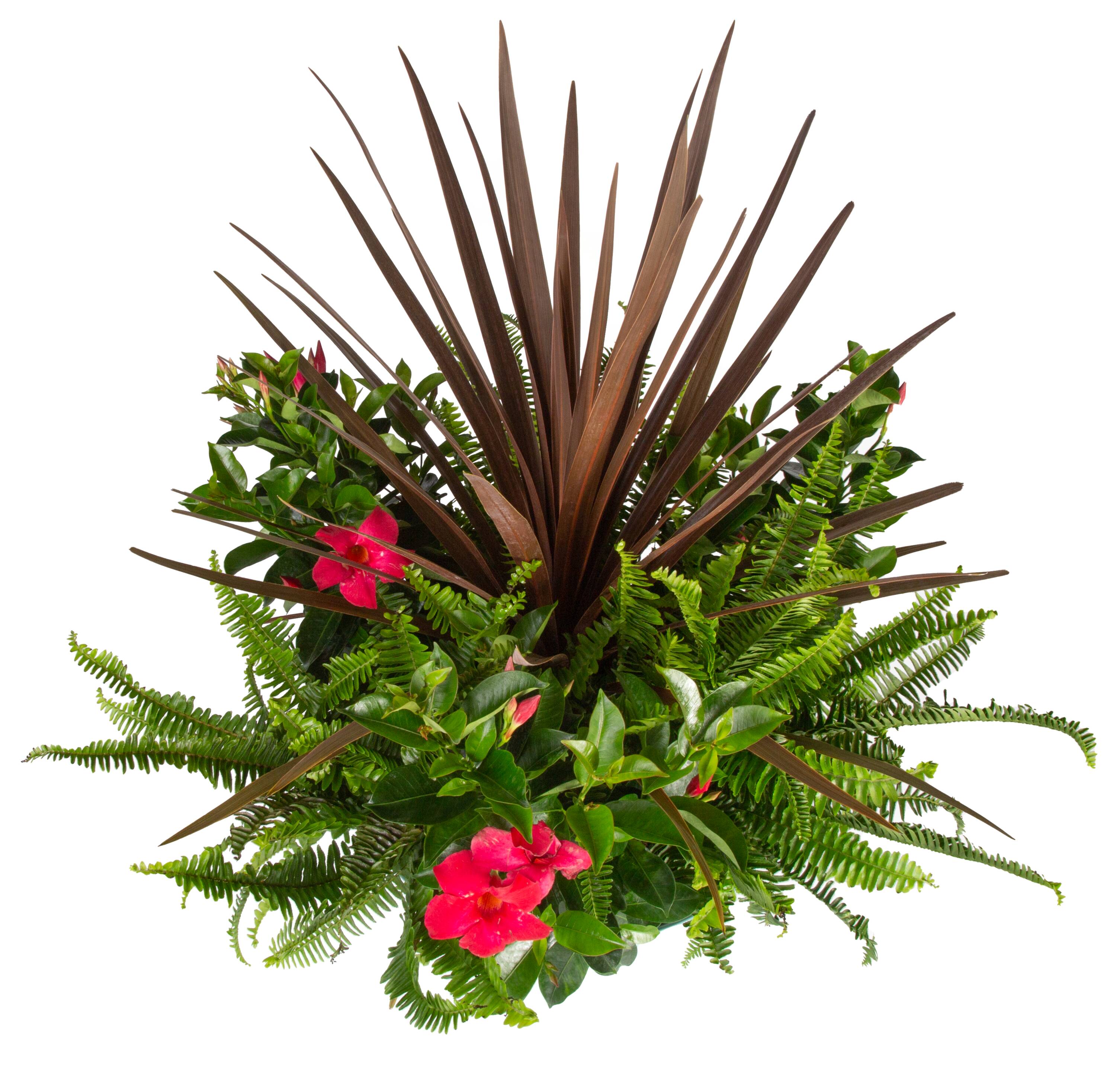Tropic Escape 5217728 Feature Shrub in