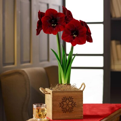 Amaryllis Bulbs Perennial Flowers Bonsai Red Black Pearl Dutch Resistant Plants