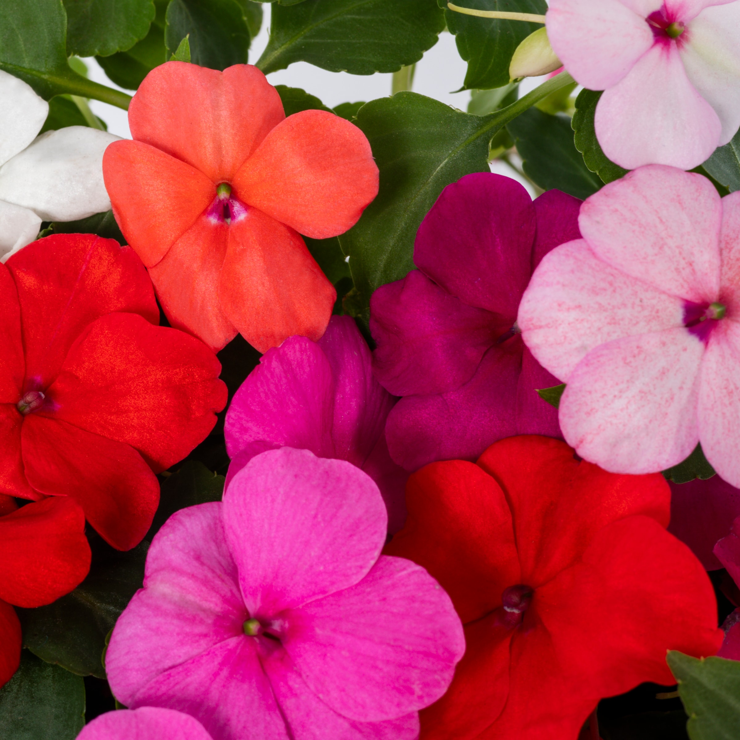 Lowe's 223972 annuals - View #5