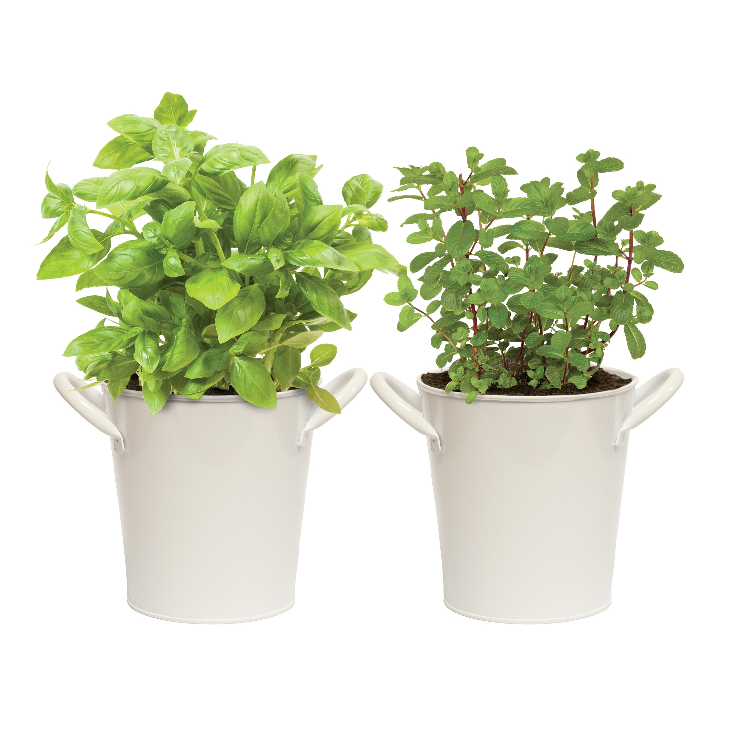 Garden State Bulb ECS-34-BM-02 Basil and Mint (2 Pack) Seeds 2 Count