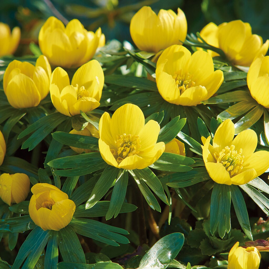 Lowe's Multicolor Daffodil Bulbs (L17330) Pot 2.5-Quart in the Plant Bulbs  department at