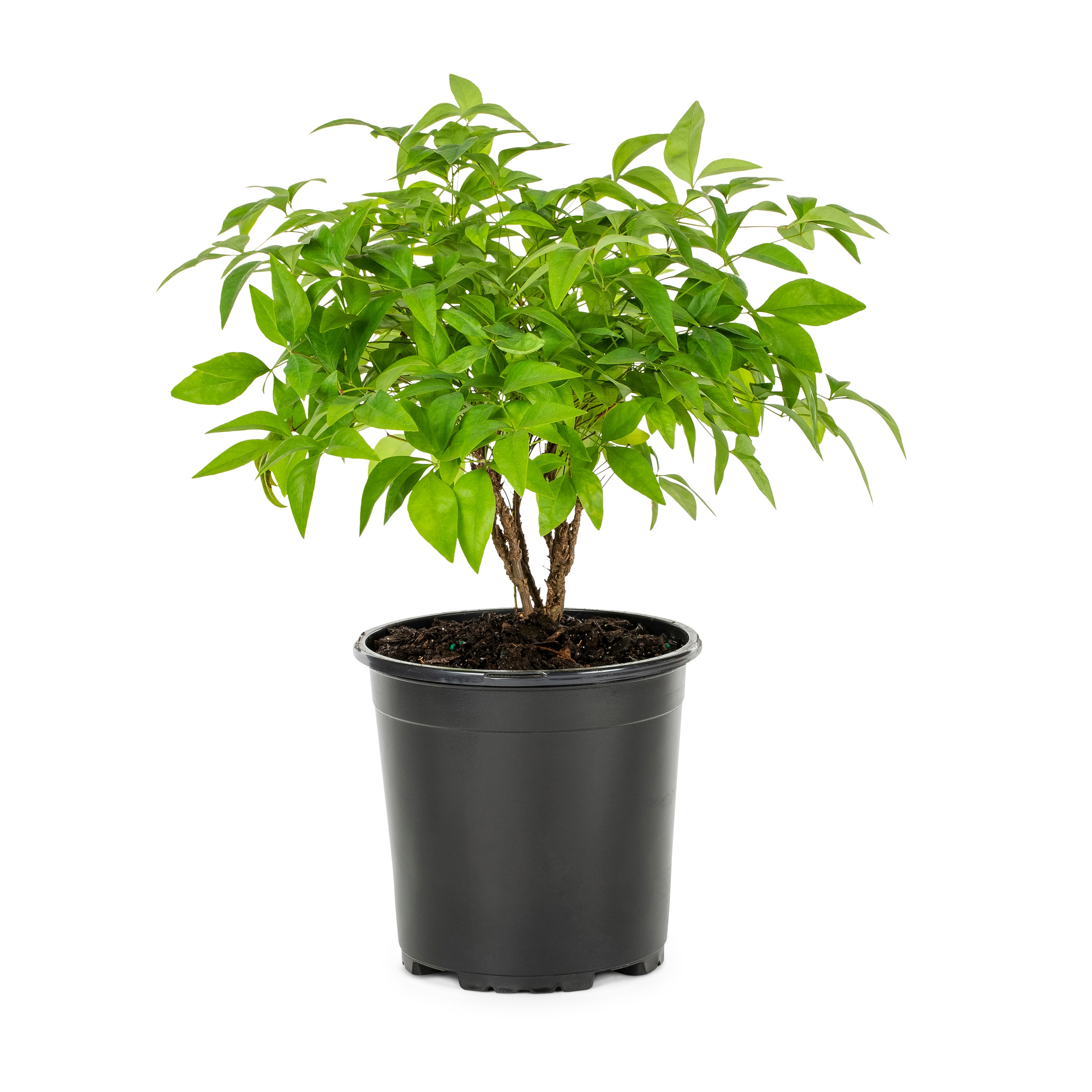 Lowe's 97025 Fire Power' Nandina Accent Shrub in 2.5 -Quart Pot 1 -Pack