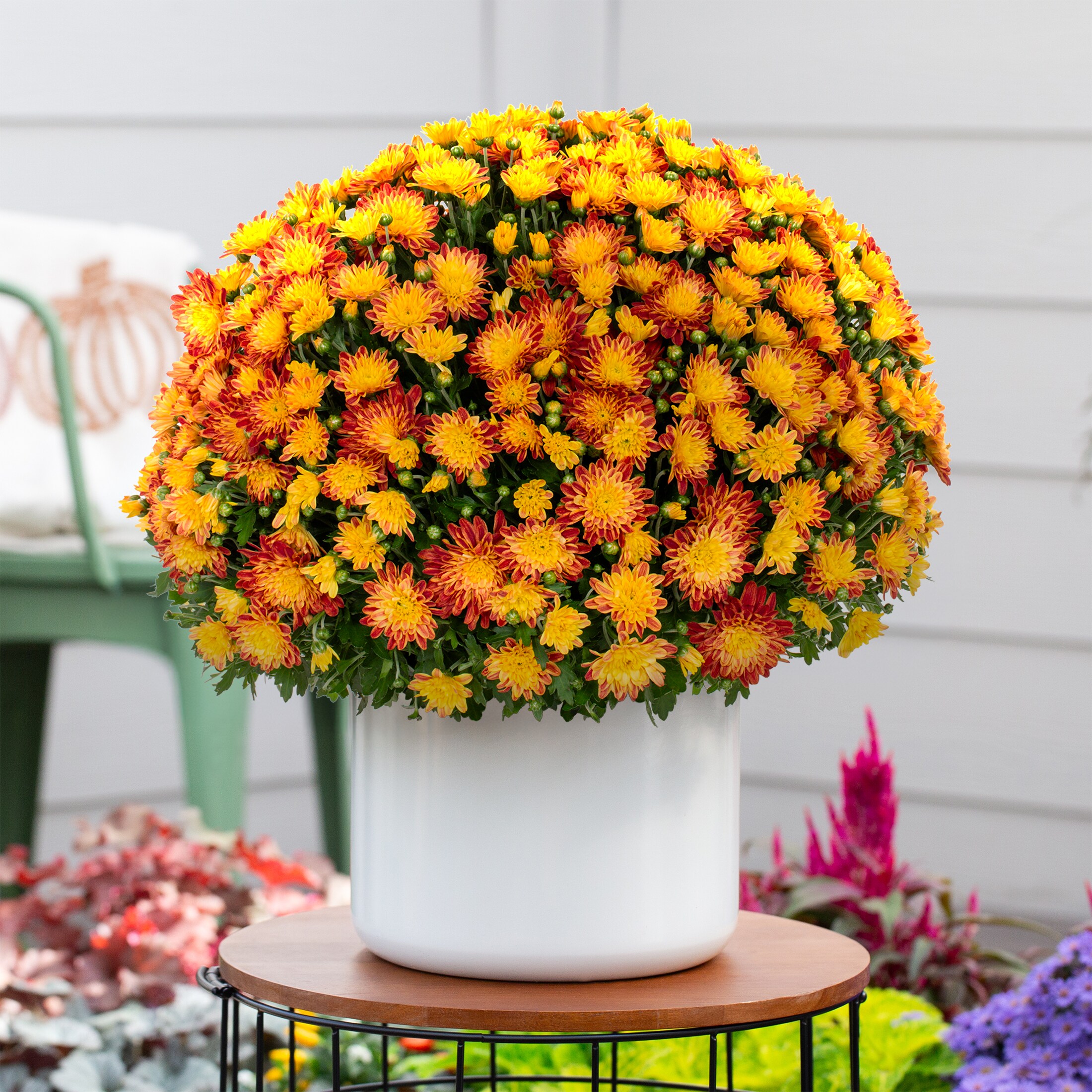 1 Gallon(s) Multicolor Chrysanthemum 1 -Pack in the Annuals department ...