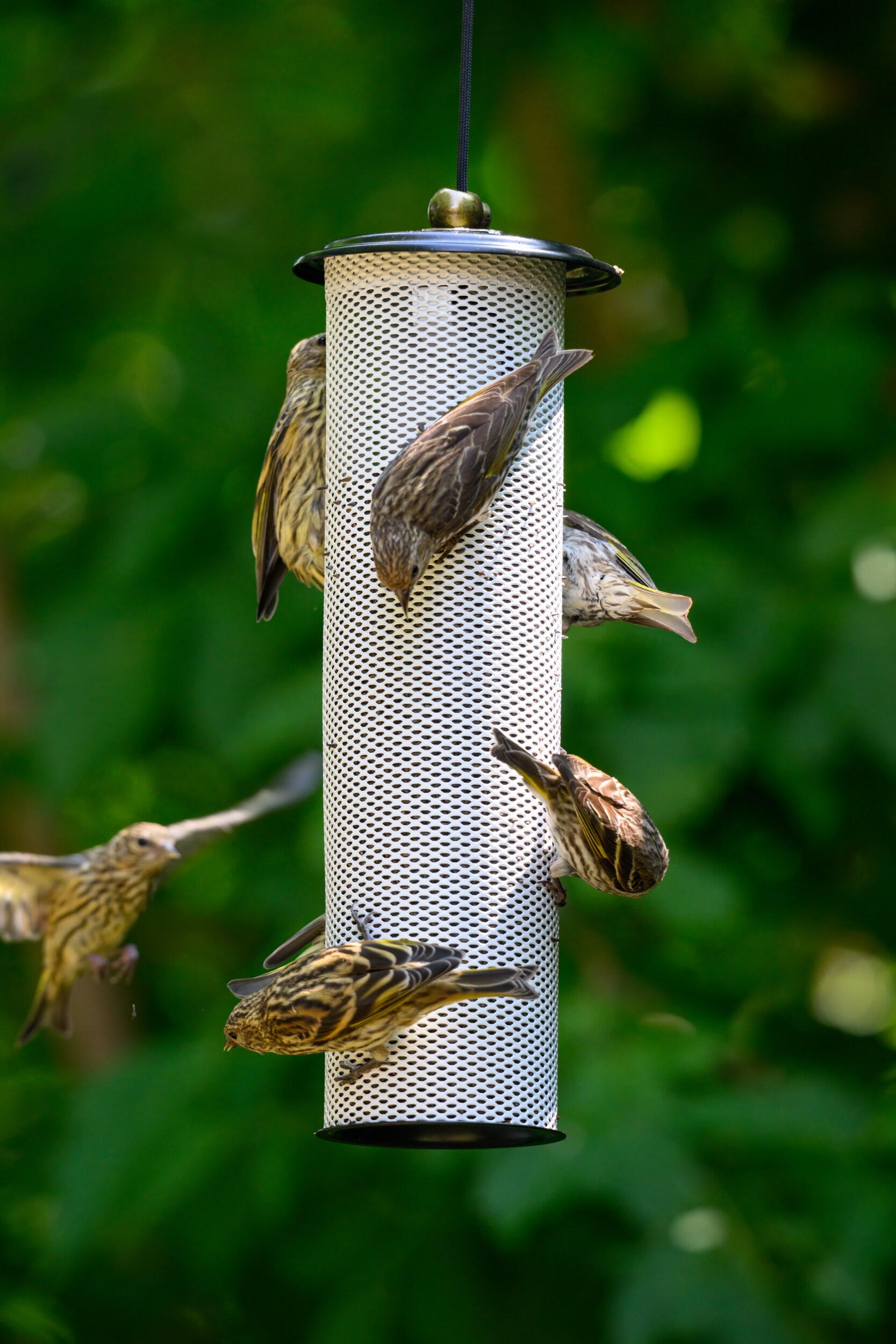 BIRDS CHOICE MFXTFBW Bird-Feeders - View #4