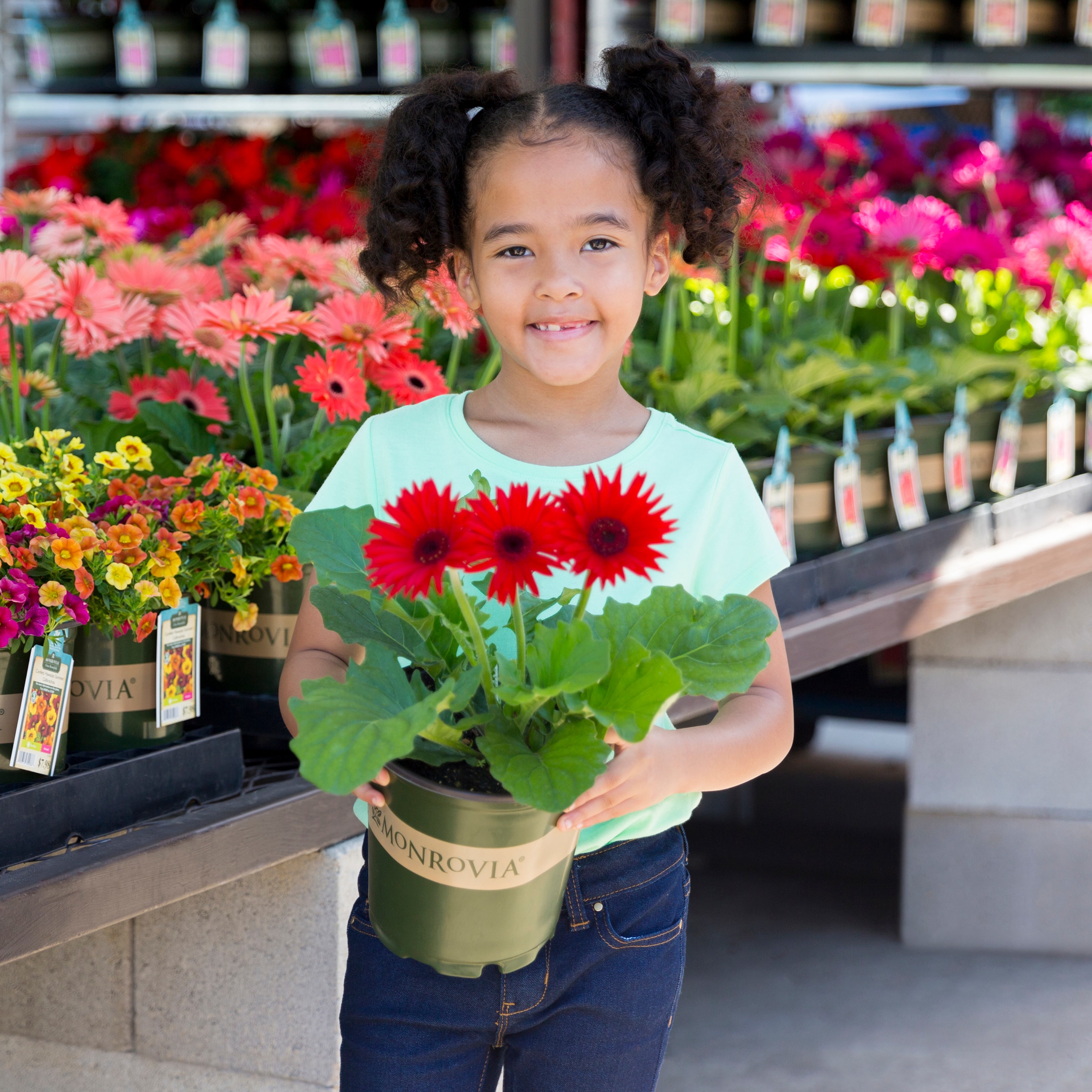 Monrovia 79164 annuals - View #4