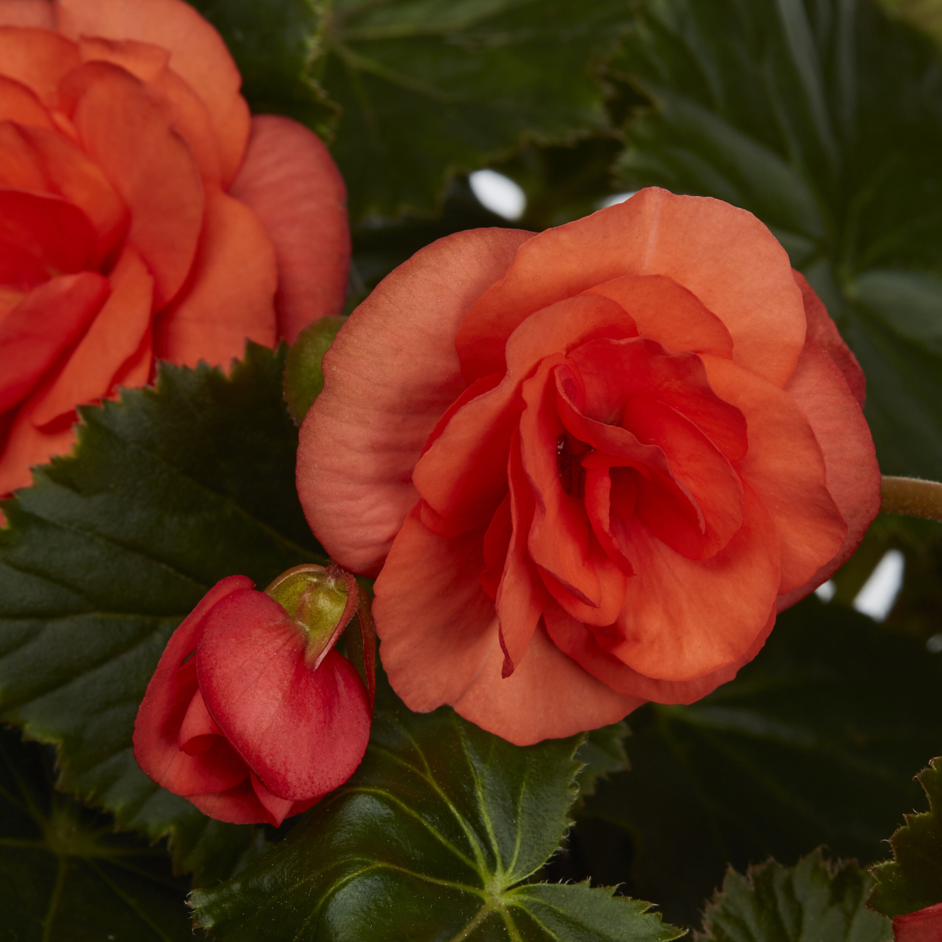 Lowe's 209461 annuals - View #2