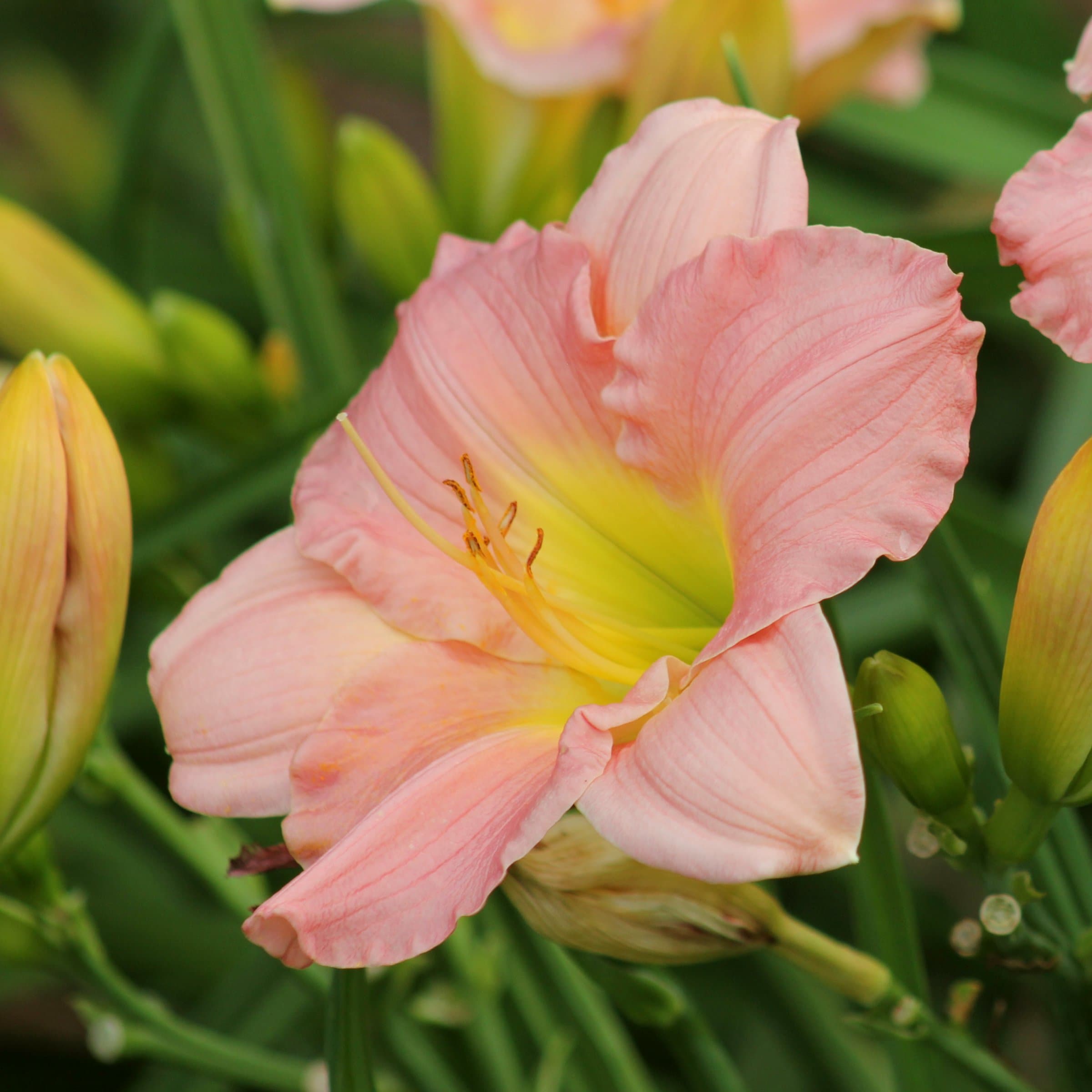 National Plant Network LW1984 perennials - View #8