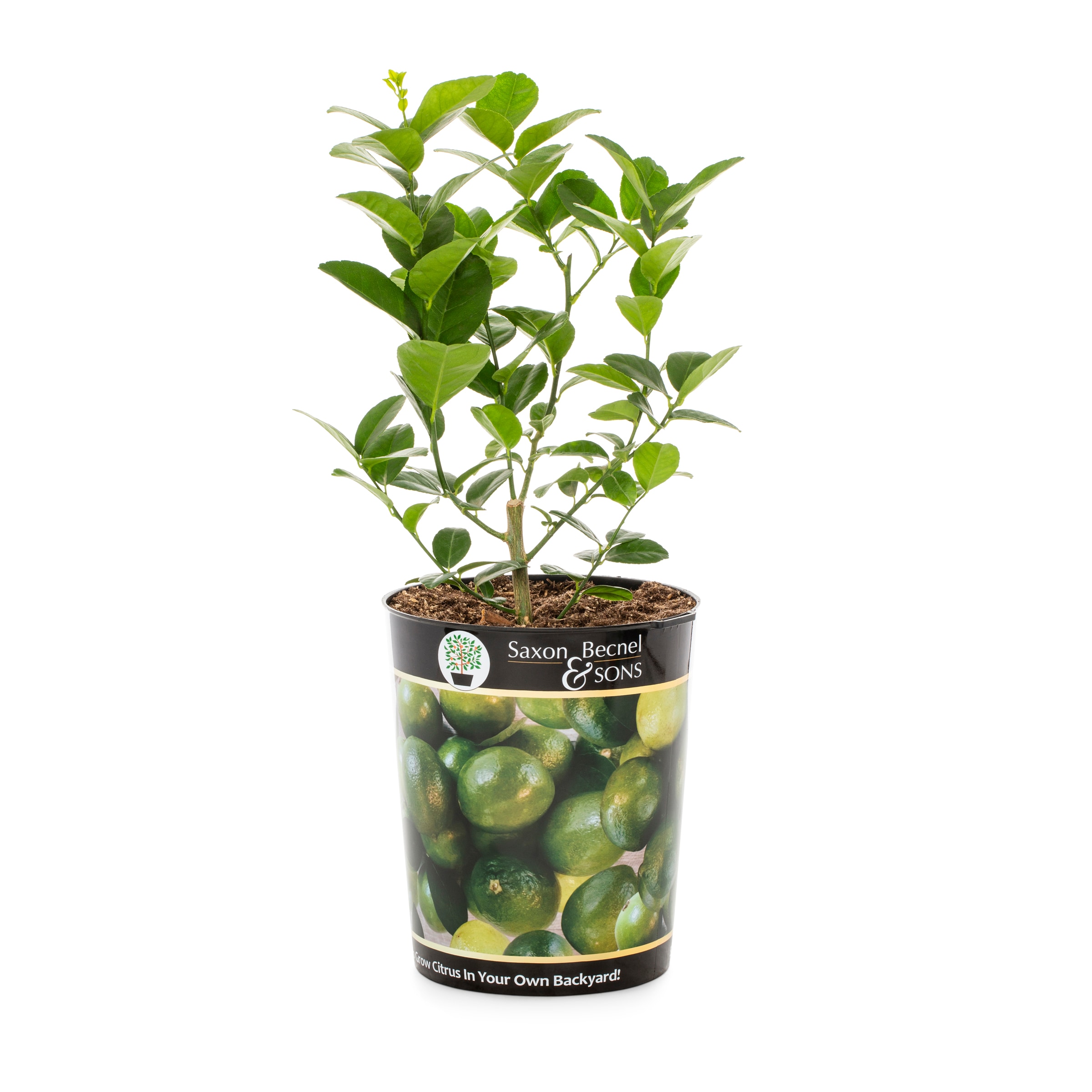 Lowe's 715309133006 Lime Plant