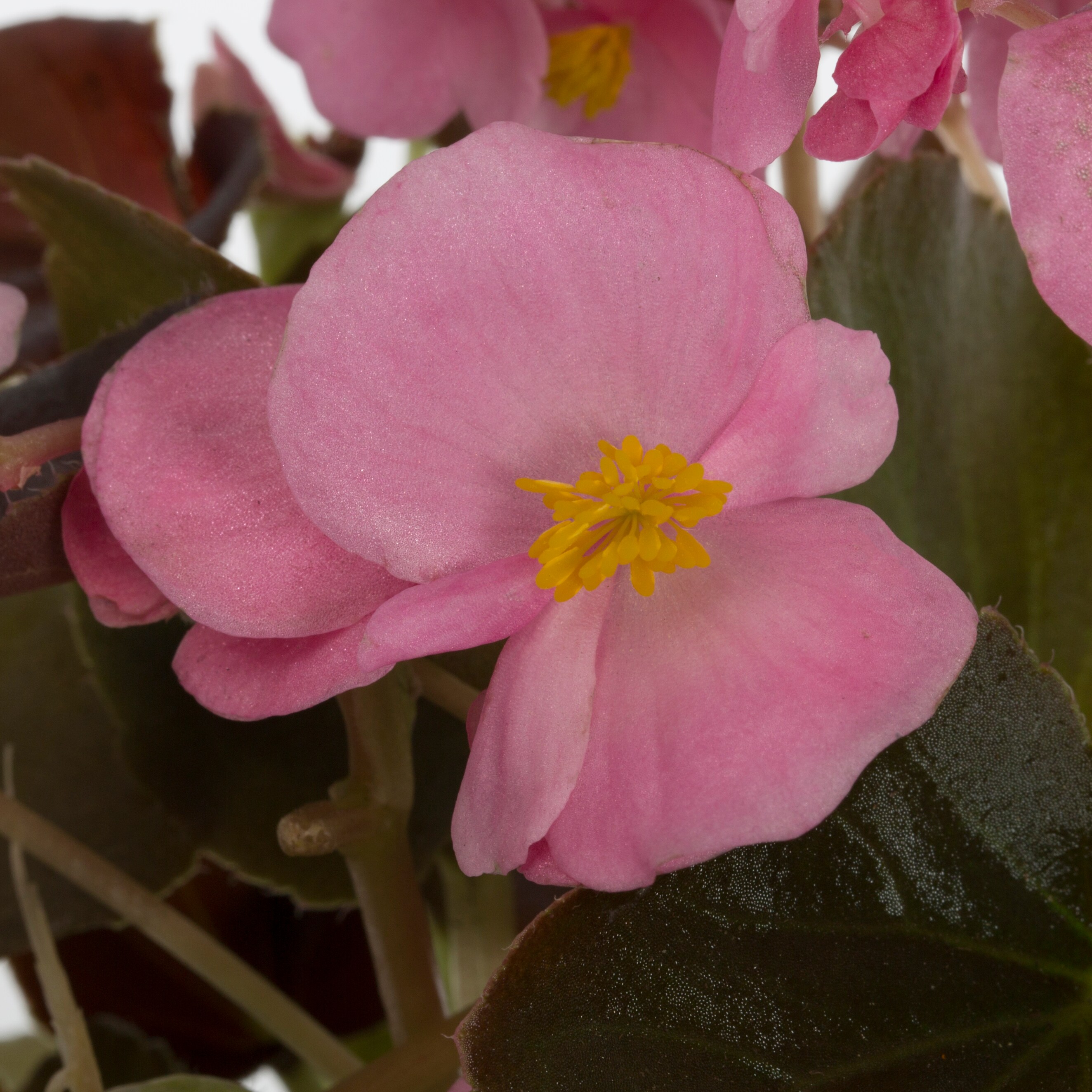 Lowe's NURSERY annuals - View #3