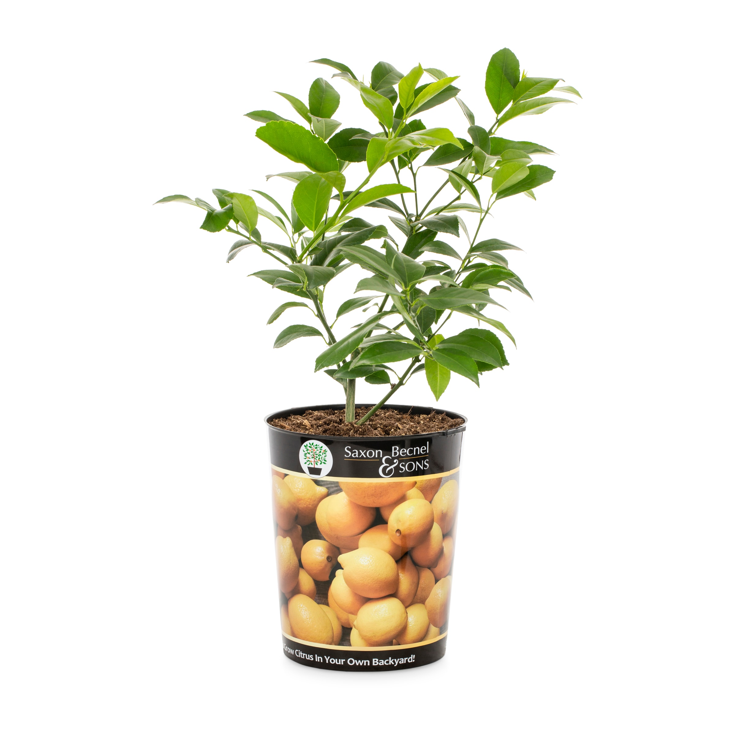 Fruit Plants at Lowes.com