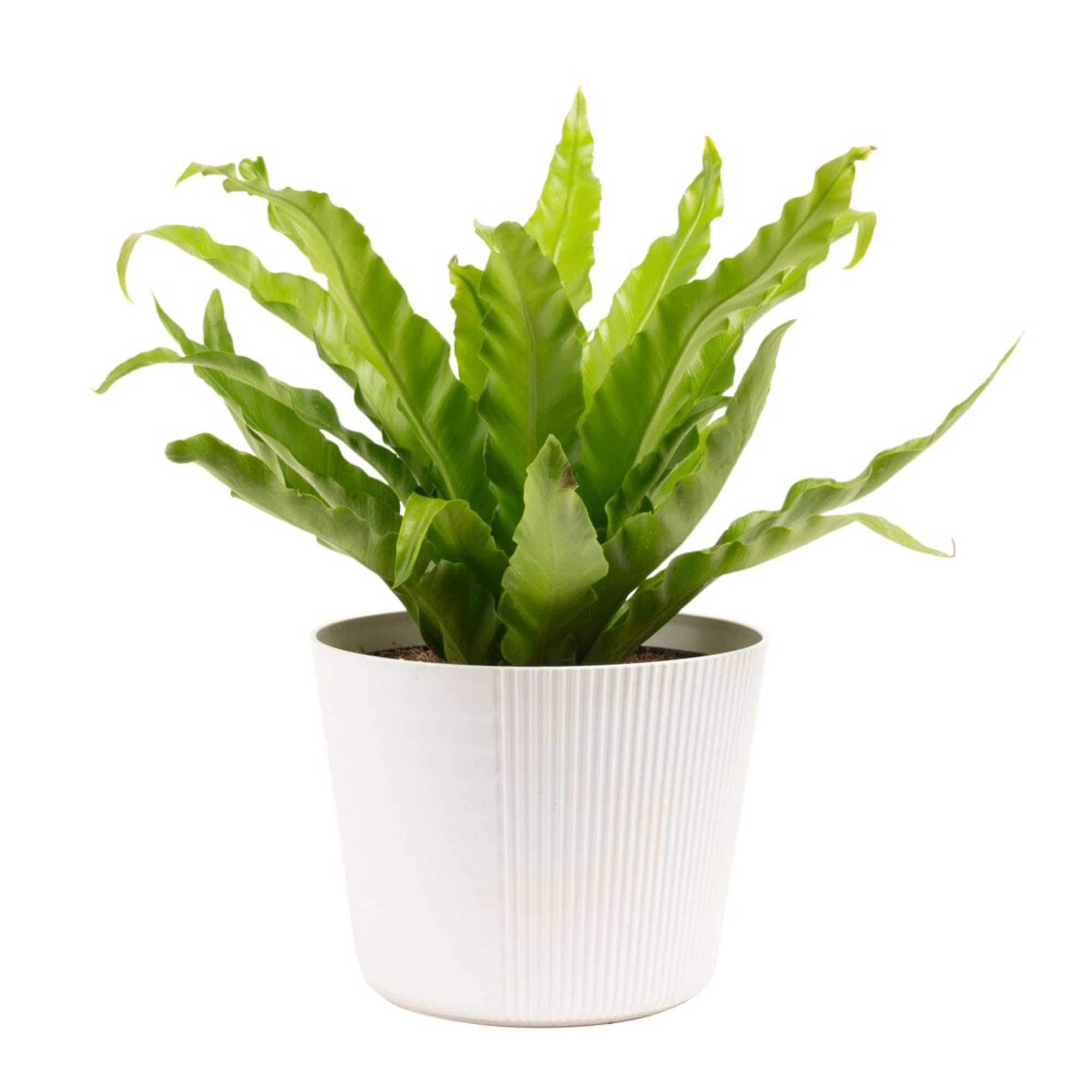 Costa Farms M-BNF-S-BEI-01-LW Bird's Nest Fern House plant in 6 Inch(es) Pot 1.0 -Pack
