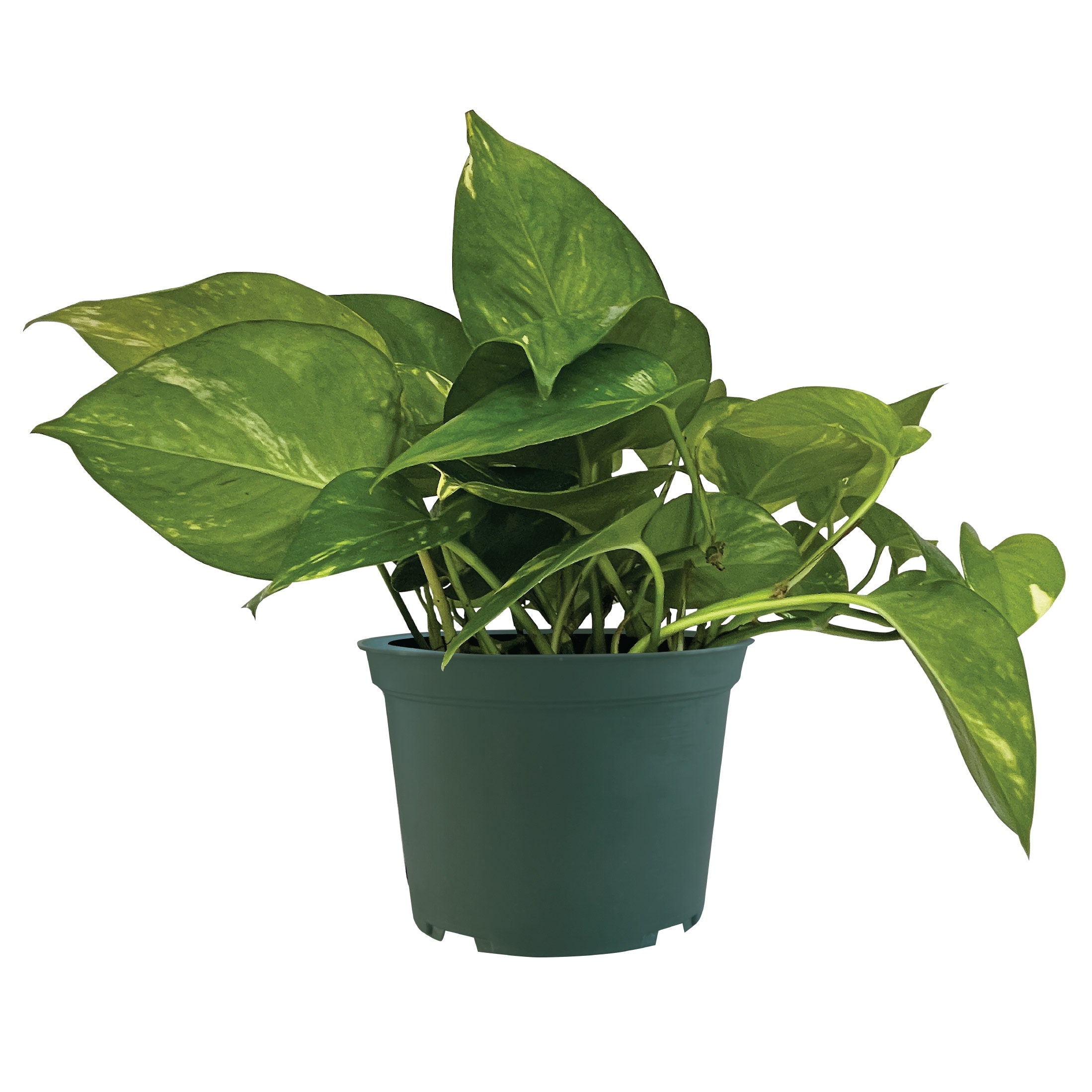 Nature's Way Farms - Golden Pothos House plant in 6 Inch(es) Pot 1 -Pack