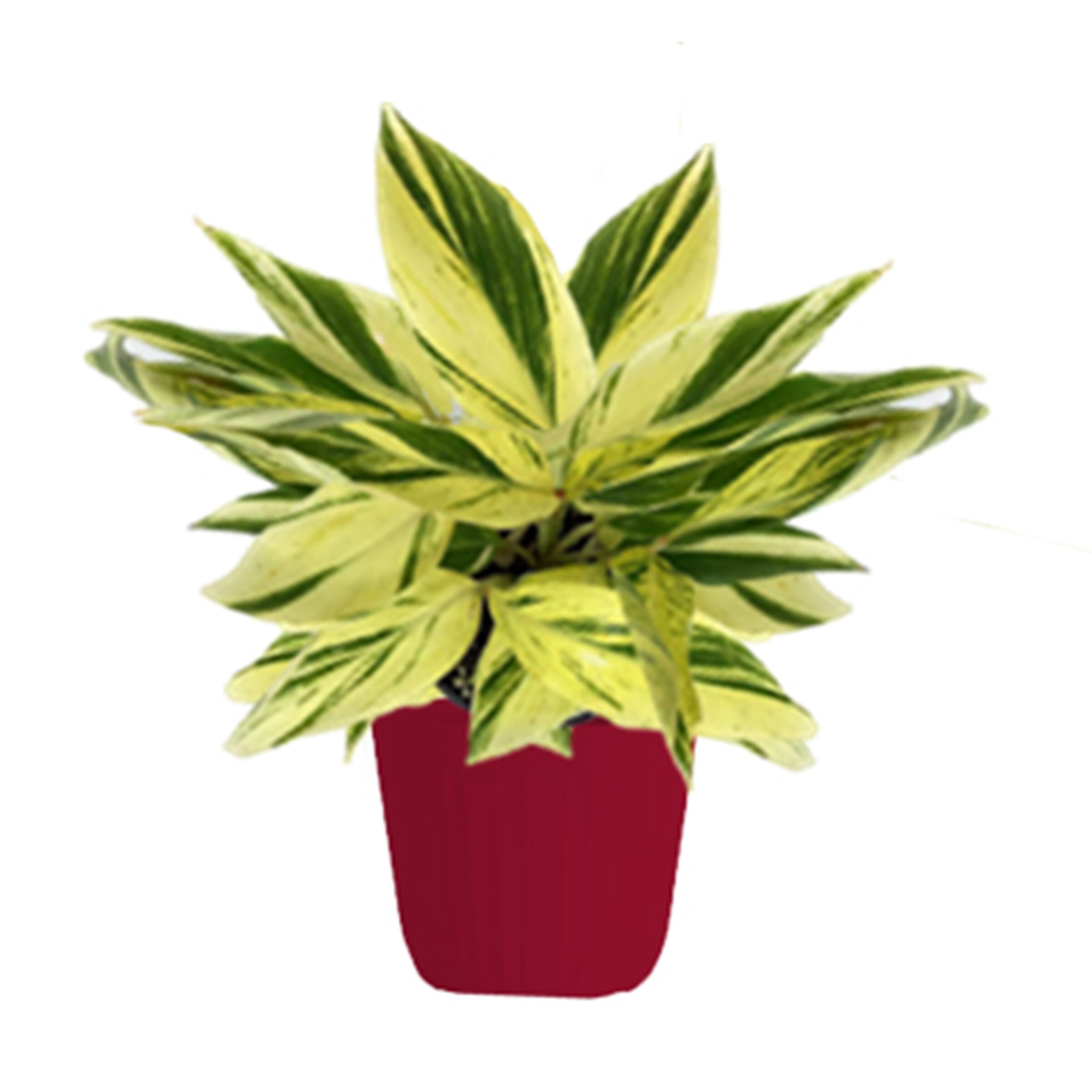 Lowe's 5337714 Feature Shrub in
