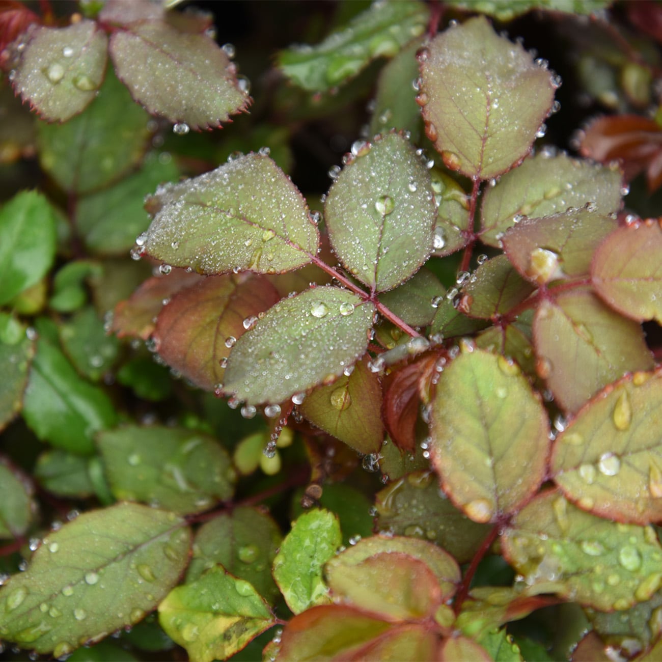 Perfect Plants LODOUBLEREDKOROSE1G roses - View #6