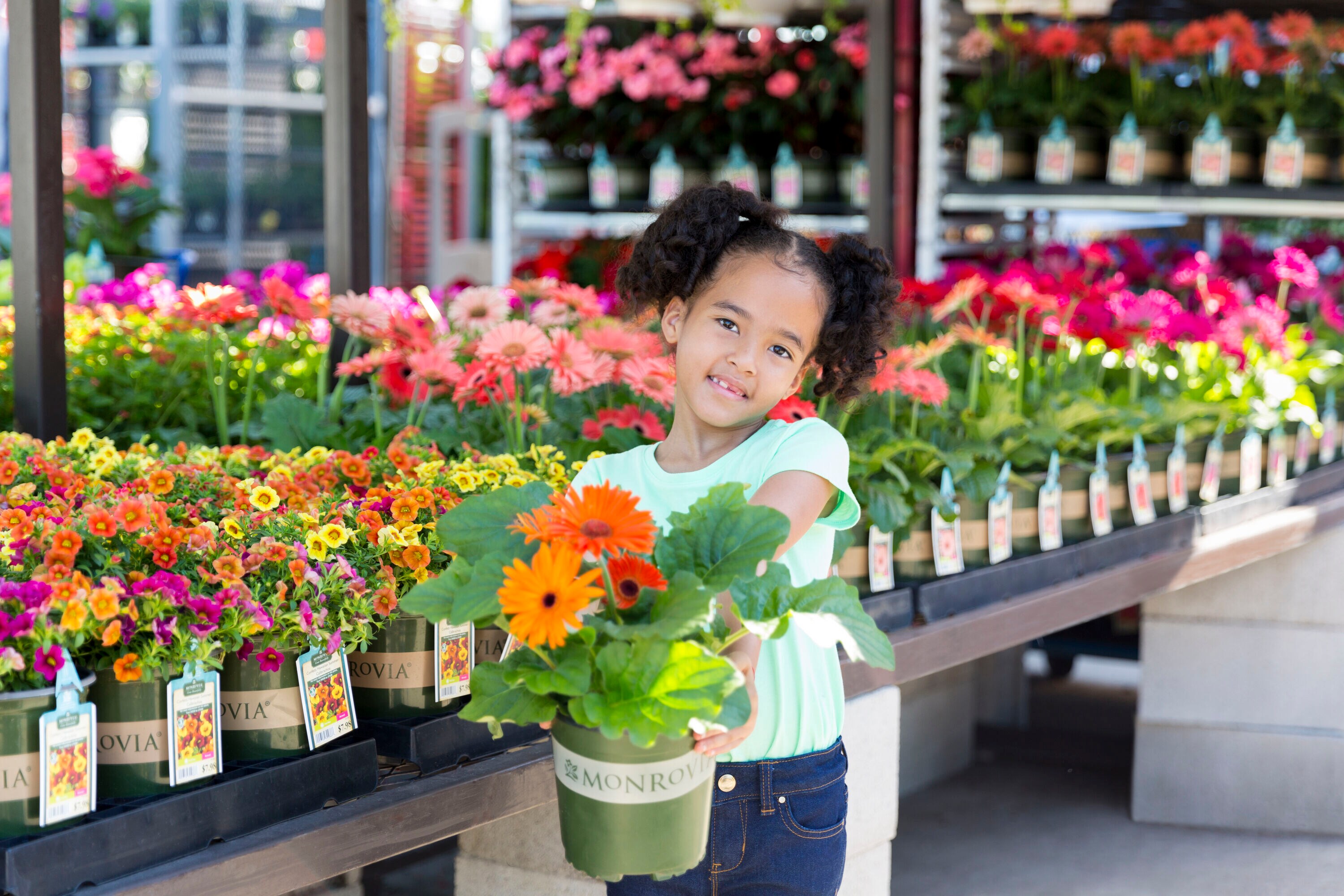 Monrovia 79162 annuals - View #4