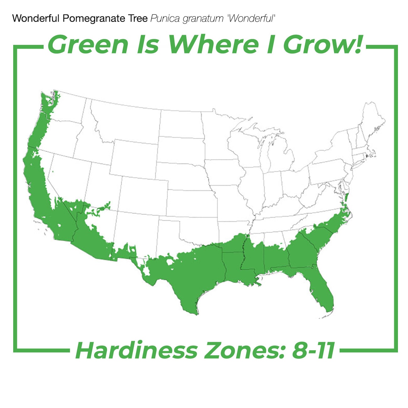 Perfect Plants LOWONDERFULPOM3G shrubs - View #8