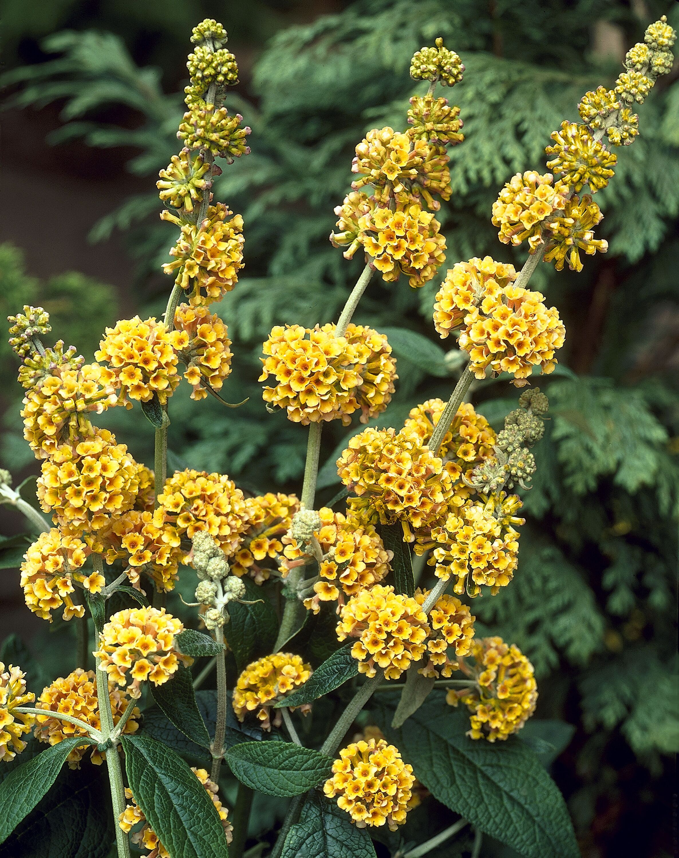 National Plant Network LW1677 shrubs - View #2