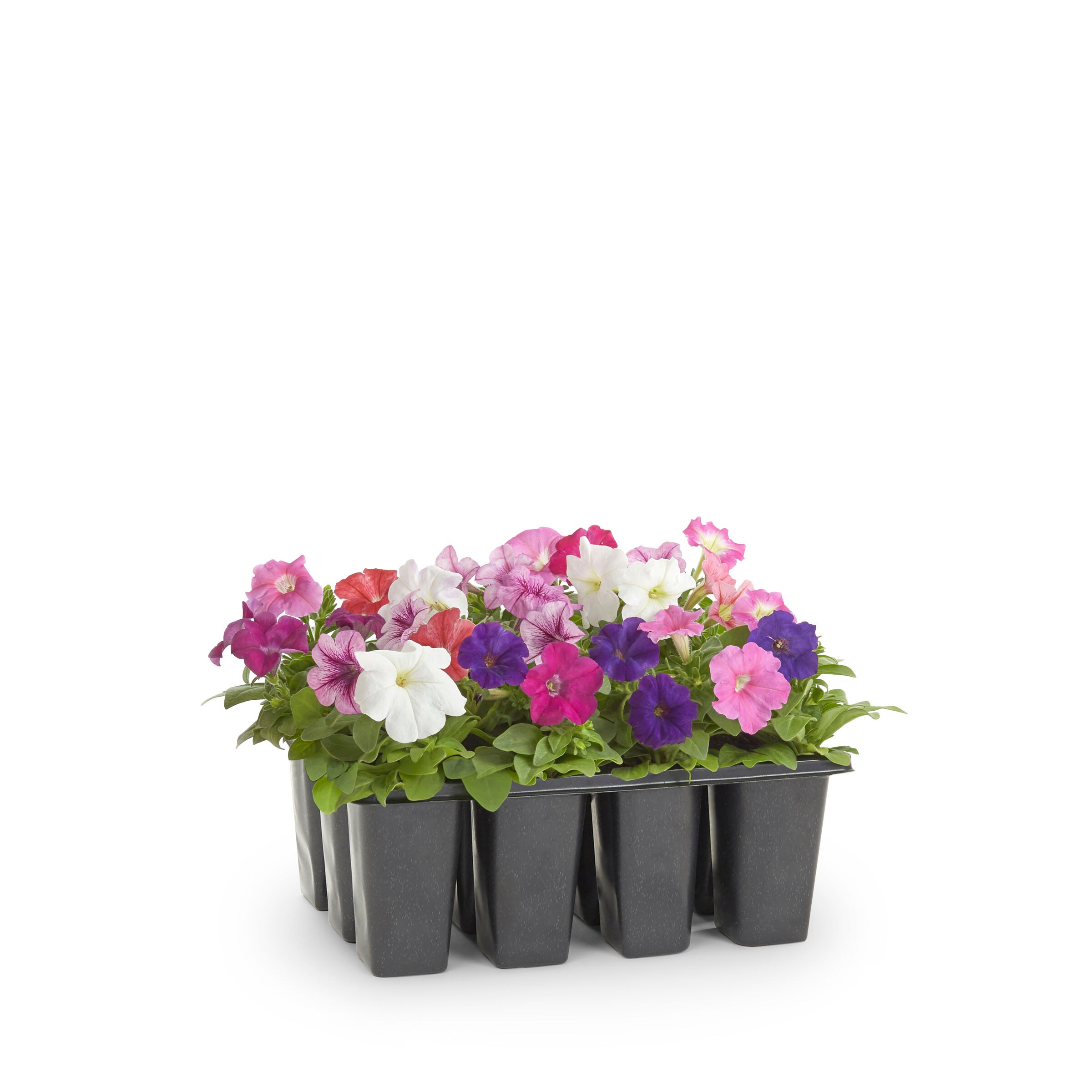 Lowe's Multicolor Petunia in 12-Pack Tray in the Annuals department at