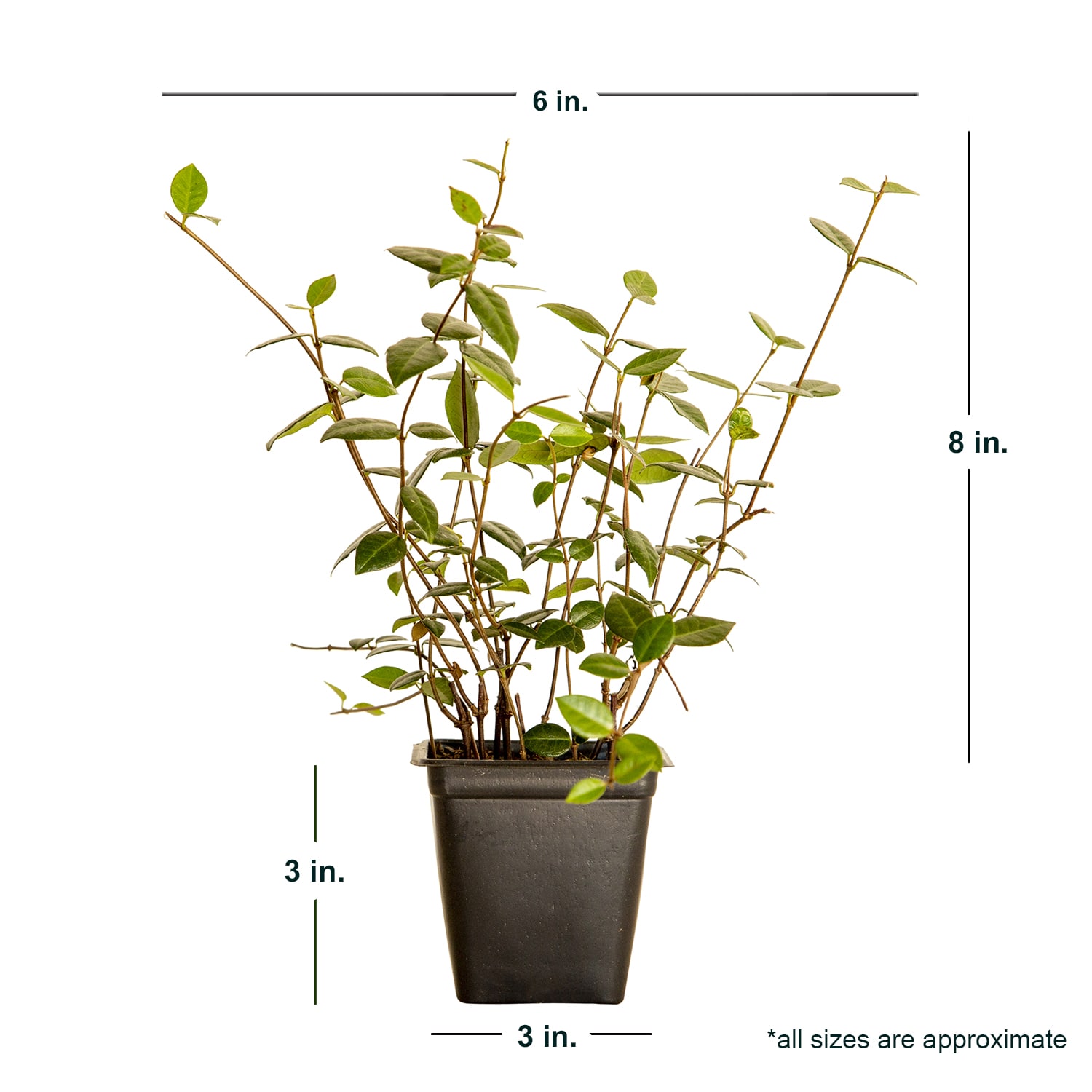 Flowerwood 5225LP vines - View #5