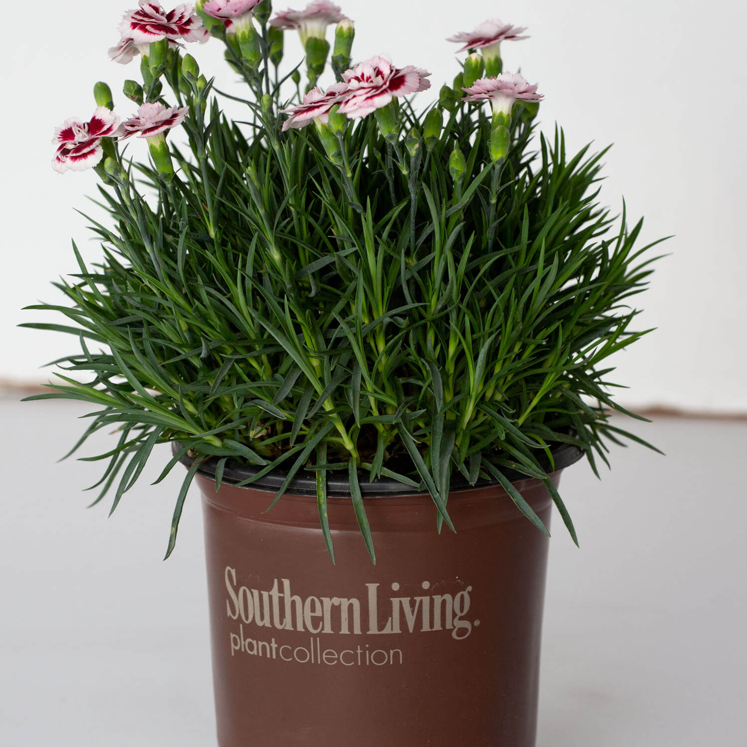 Southern Living 9723Q-1 perennials - View #8