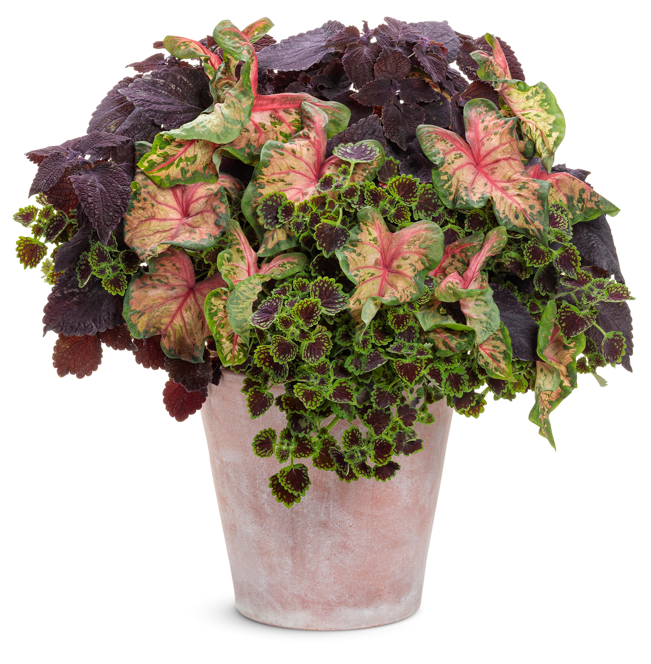 Proven Winners CLDPRW1397800 annuals - View #2