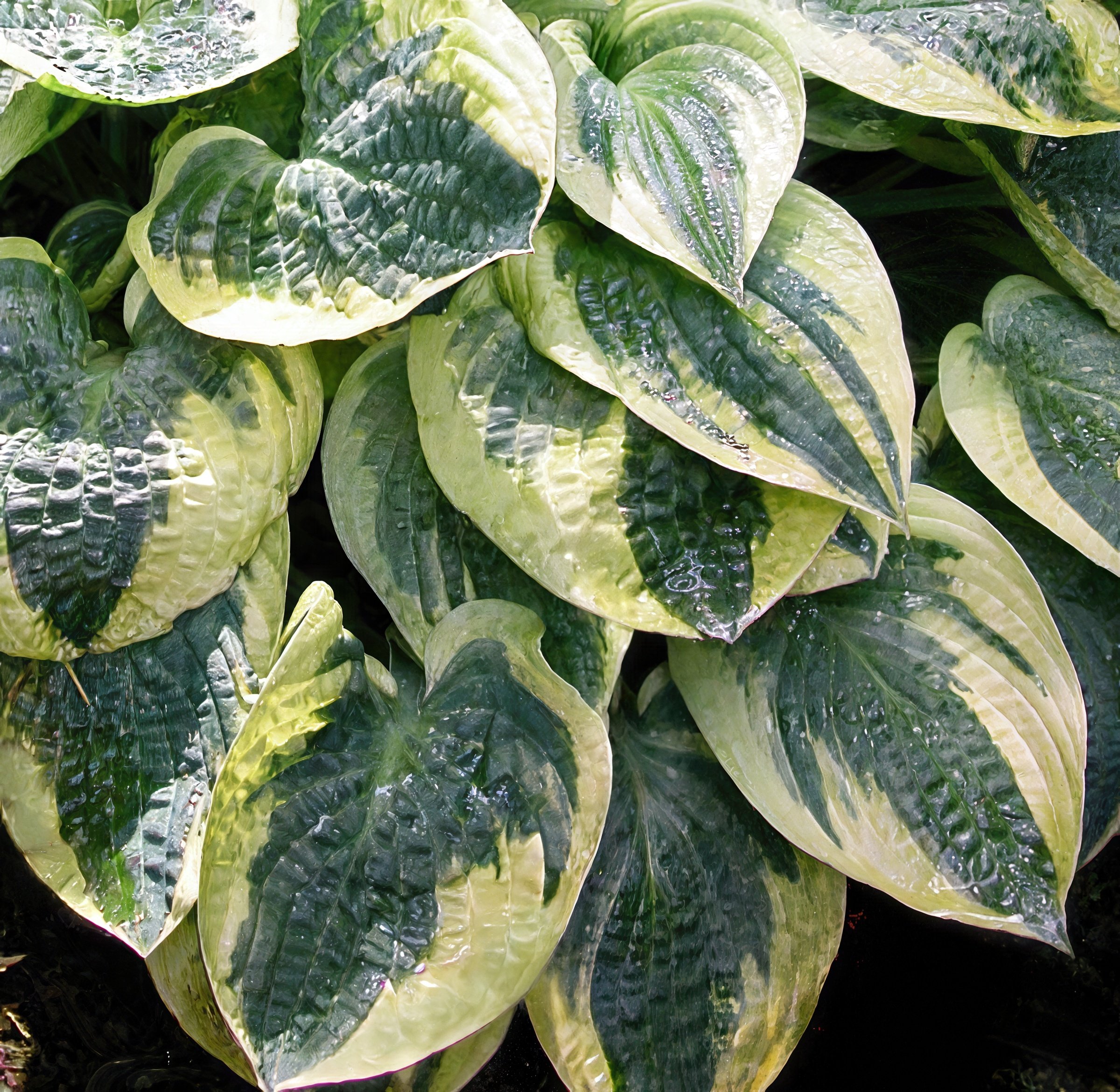 National Plant Network LW2617 Lavender Hosta Wide Brim Plant in 3 -in Bareroot 3 -Pack