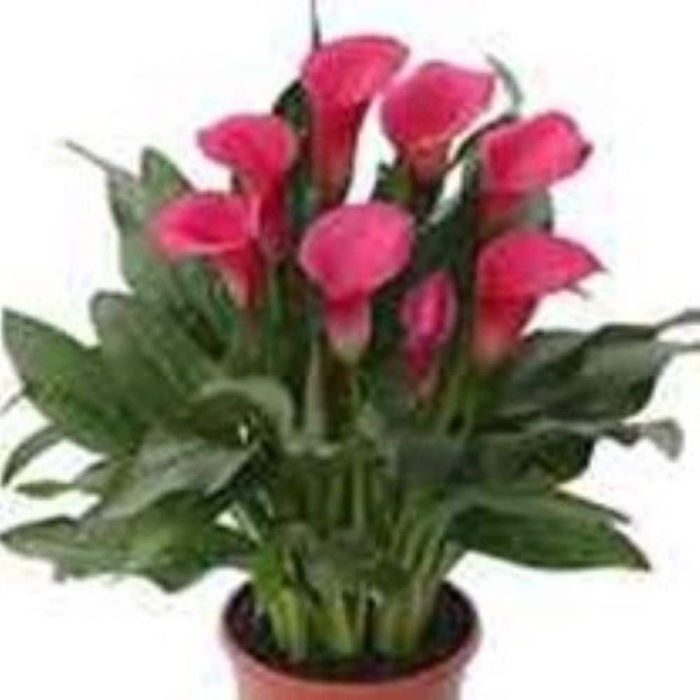 Lowe's NURSERY Multicolor Calla Lily Plant in 1 -Quart Pot 14.0 -Pack