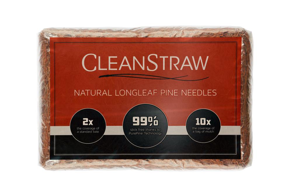 inches LONG LEAF pine needles 7 LBS EXTRAORDINARY NEEDLES!! 16-18 