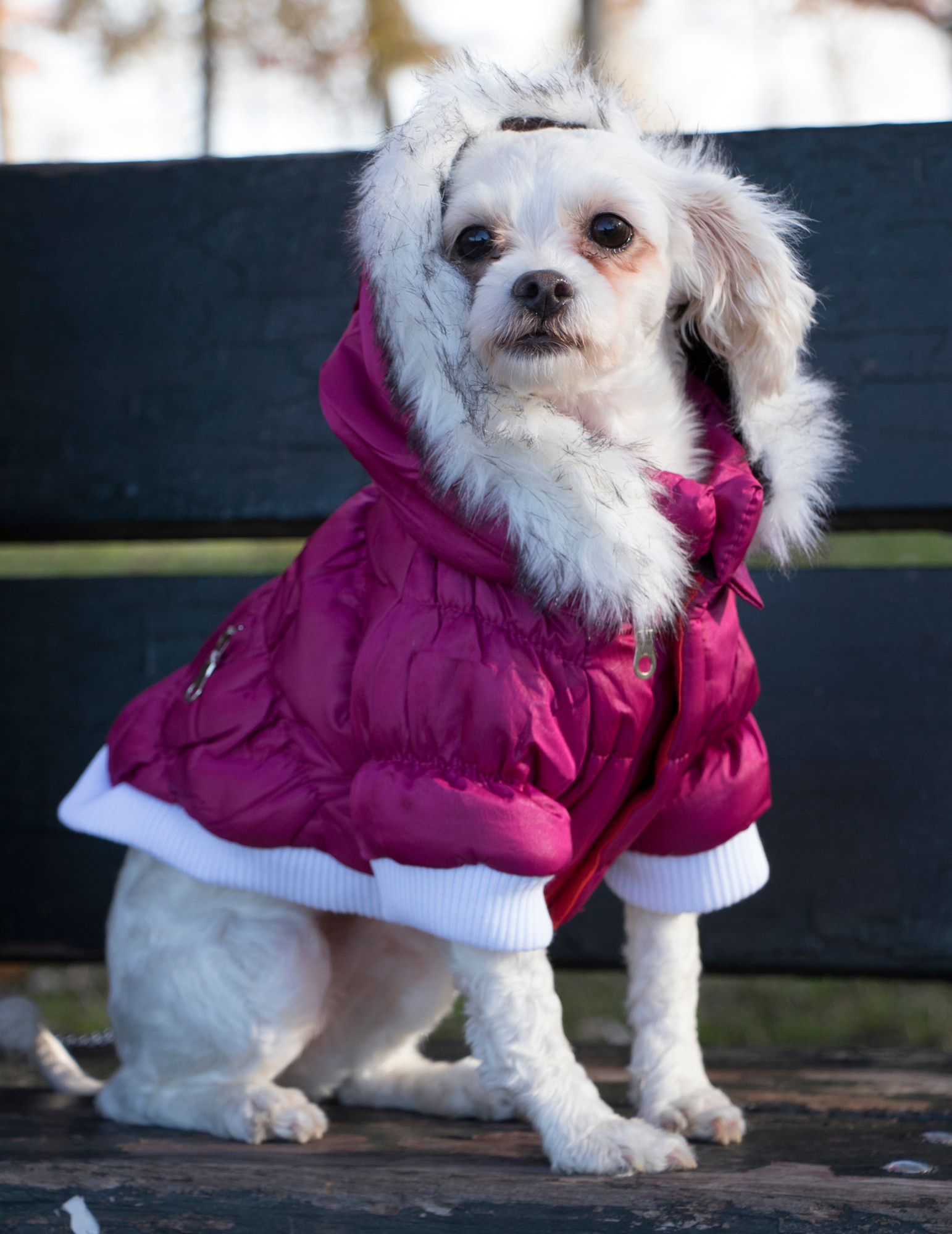 Pet Life 1PKLG Dog-Apparel - View #8