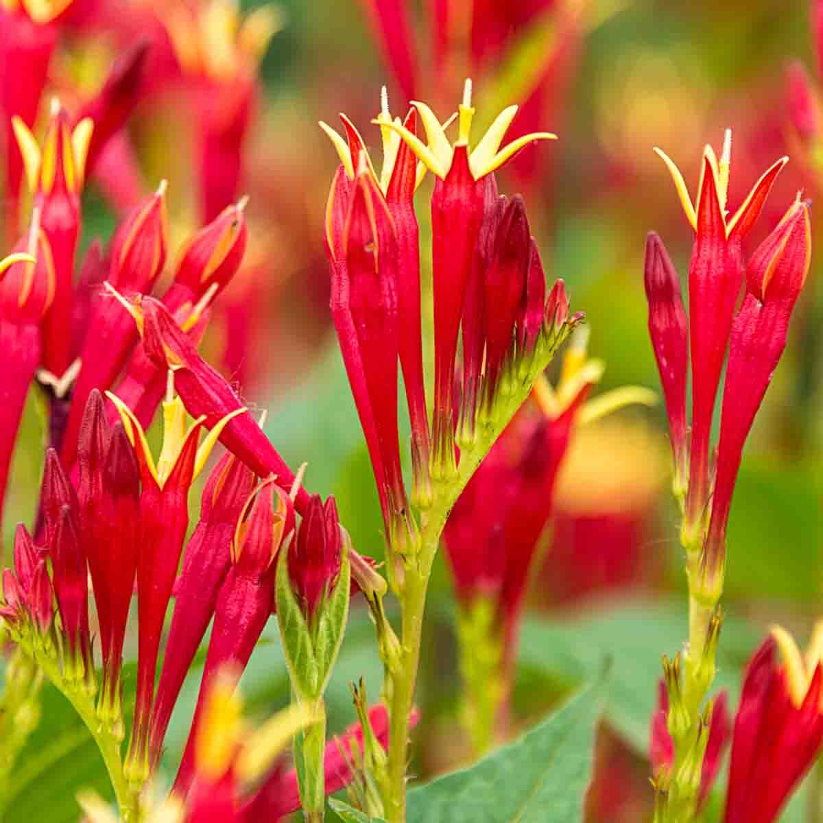 Direct Gardening 65122 perennials - View #2