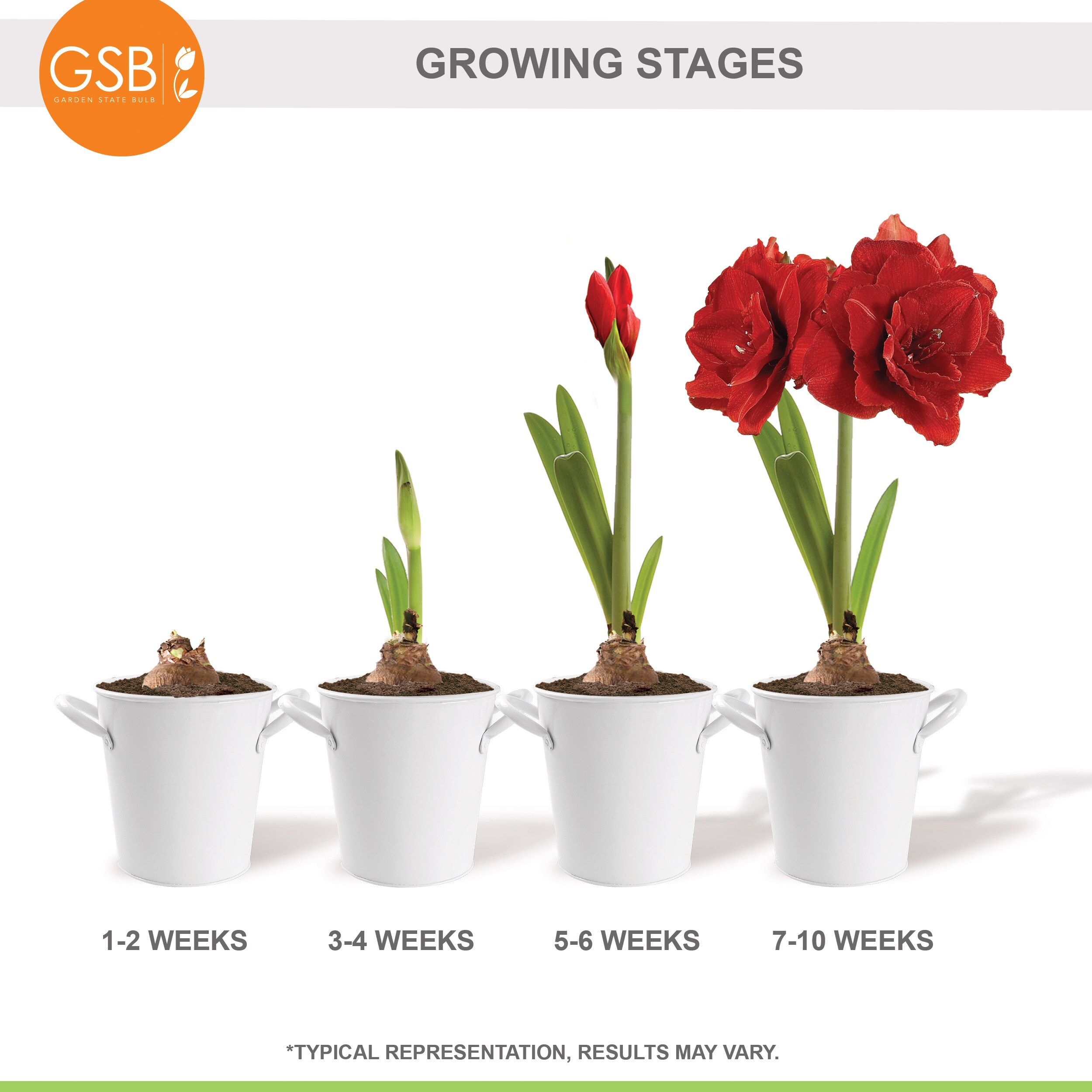 Garden State Bulb ECH-05-01-01 Plant-Bulbs - View #6