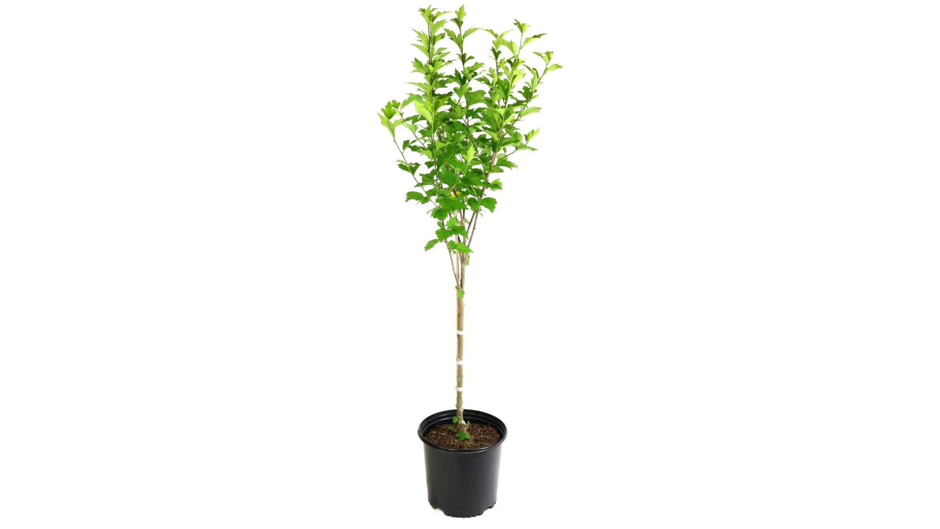 National Plant Network LW1670 Hibiscus Blueberry Smoothie Foundation/Hedge Shrub in 1 -Gallon Pot with Purple Blooms