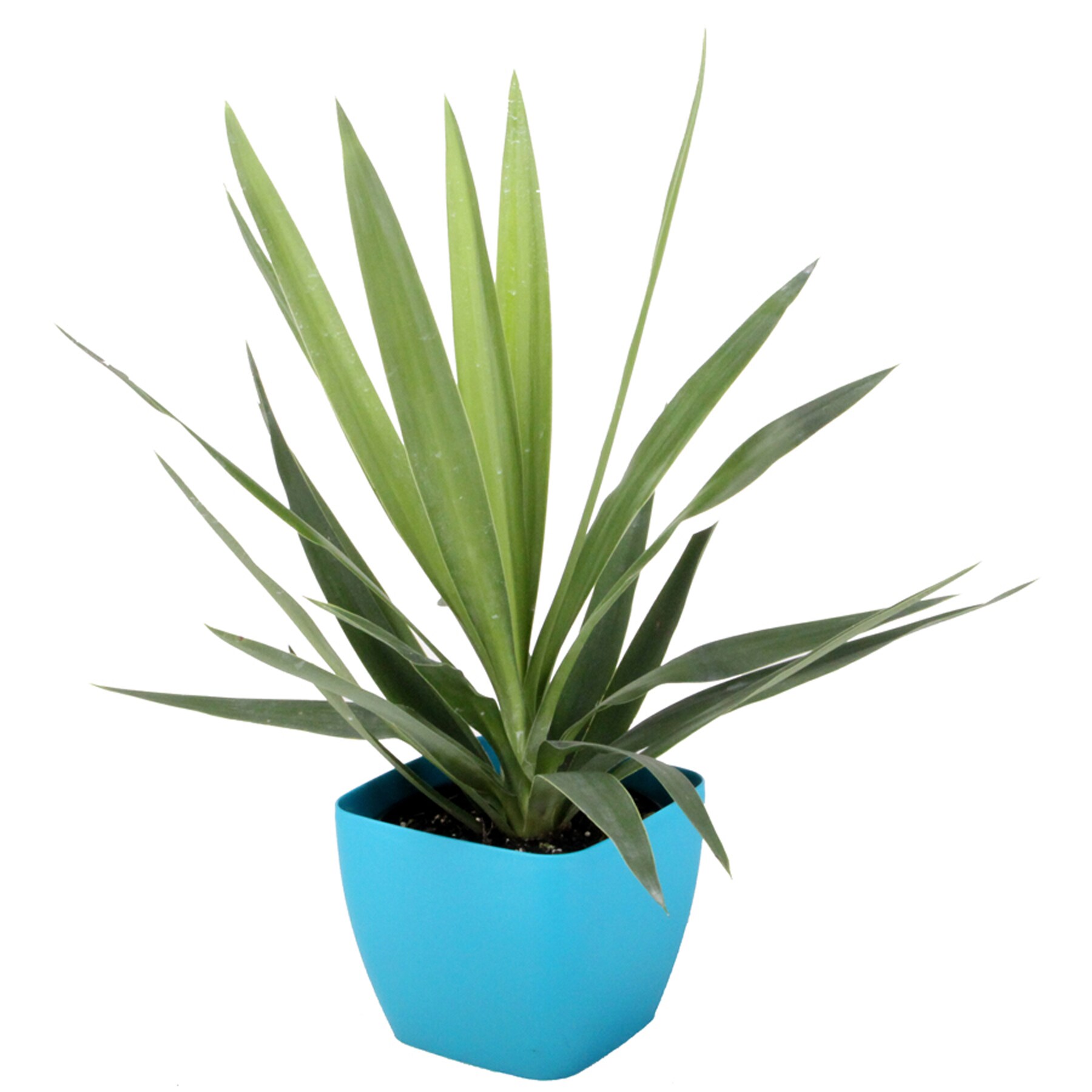  L219T 1.25 Quart Yucca in Planter