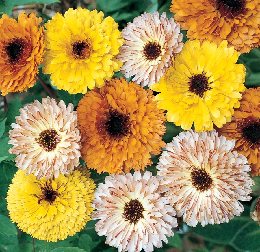 Lowe's Multicolor Calendula in  (s) Planter in the Annuals  department at 