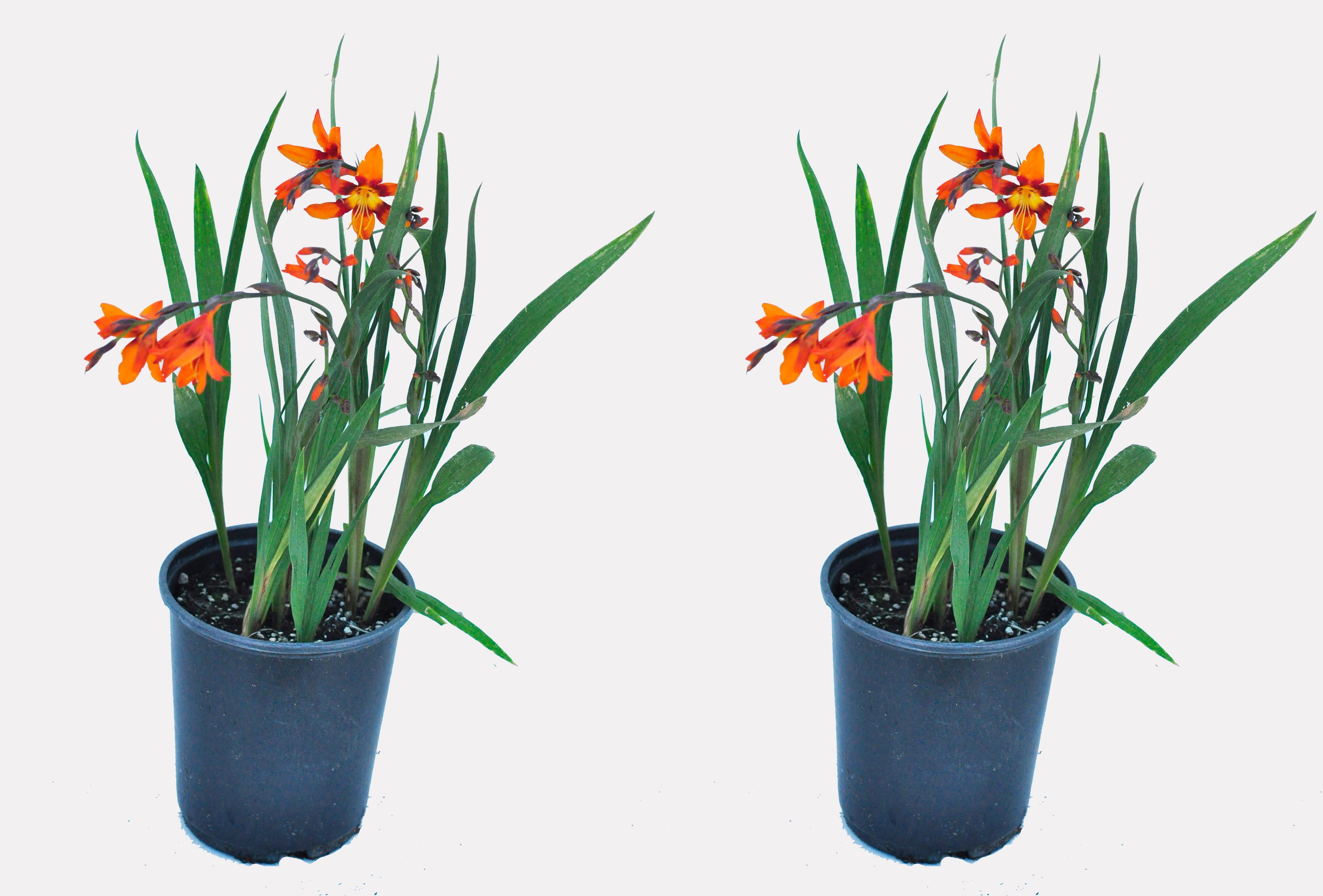  1183 Orange Crocosmia Plant in -Quart Pot 2.0 -Pack