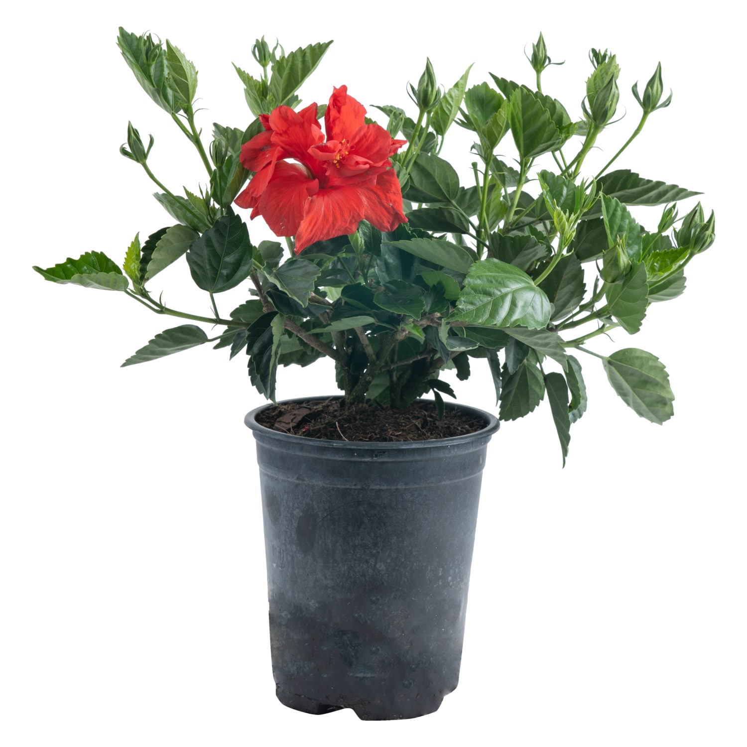 Lowe's 970590 Red Hibiscus Plant in 2.5 -Quart Pot 1.0 -Pack