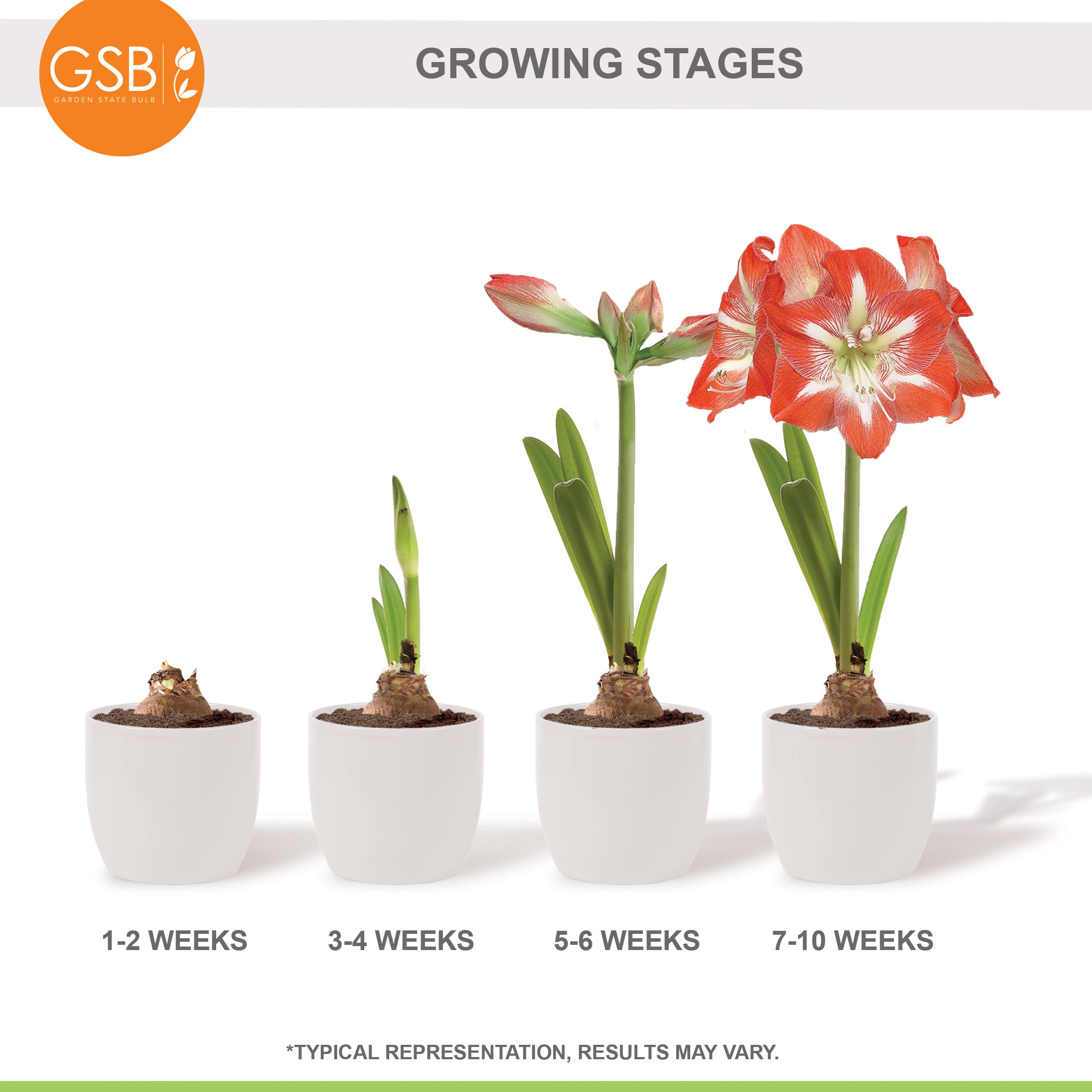 Garden State Bulb ECH-04-06-02 Plant-Bulbs - View #7