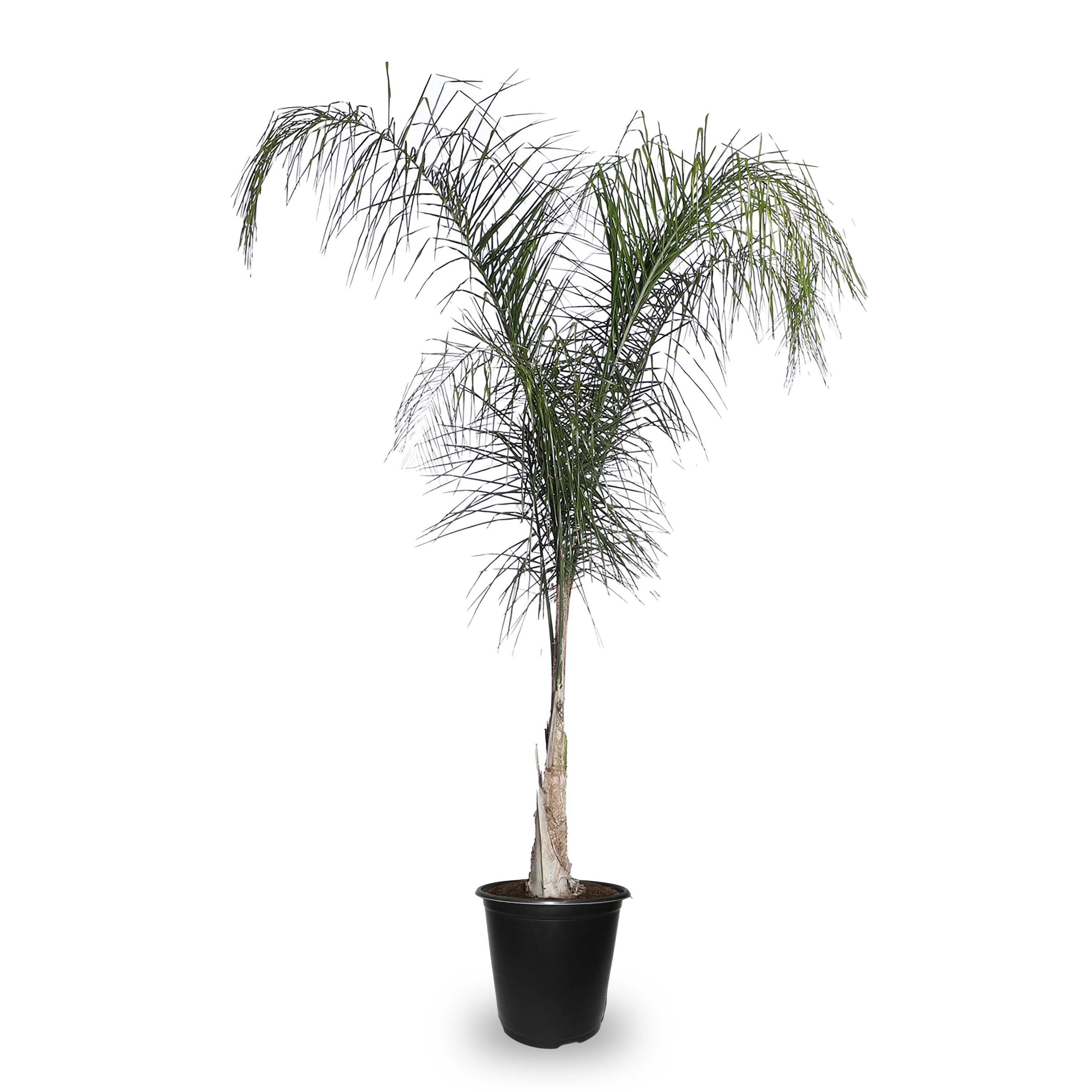 Lowe's 4661418 1.72 -Gallon Yellow Feature Queen Palm In pot (with soil)