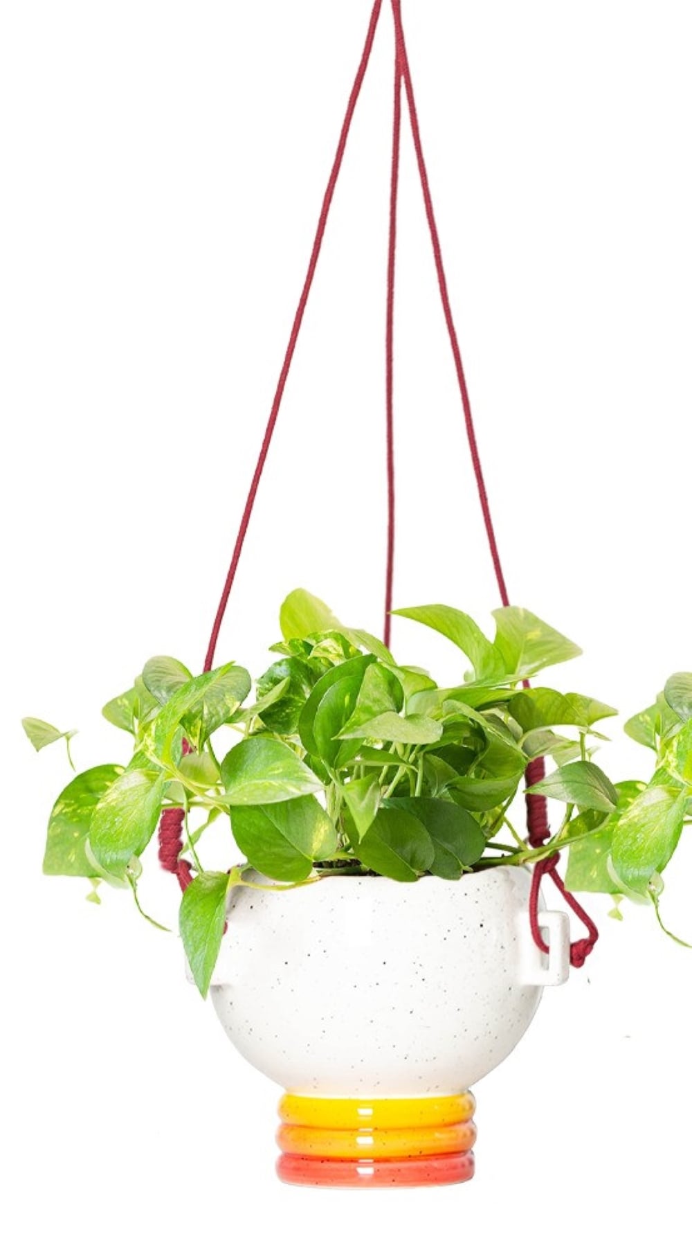 LiveTrends ASB07030 Synesthesia Red - Golden Pothos House plant in 6 Inch(es) Hanging basket 1.0 -Pack