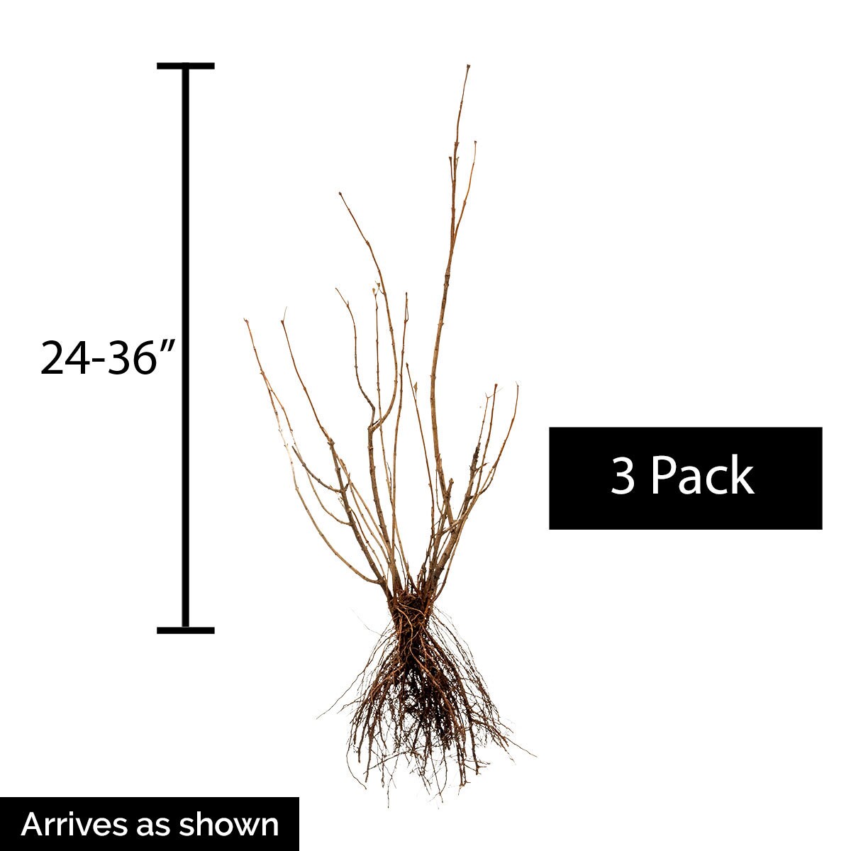 Spring Hill Nurseries 73927 shrubs - View #4