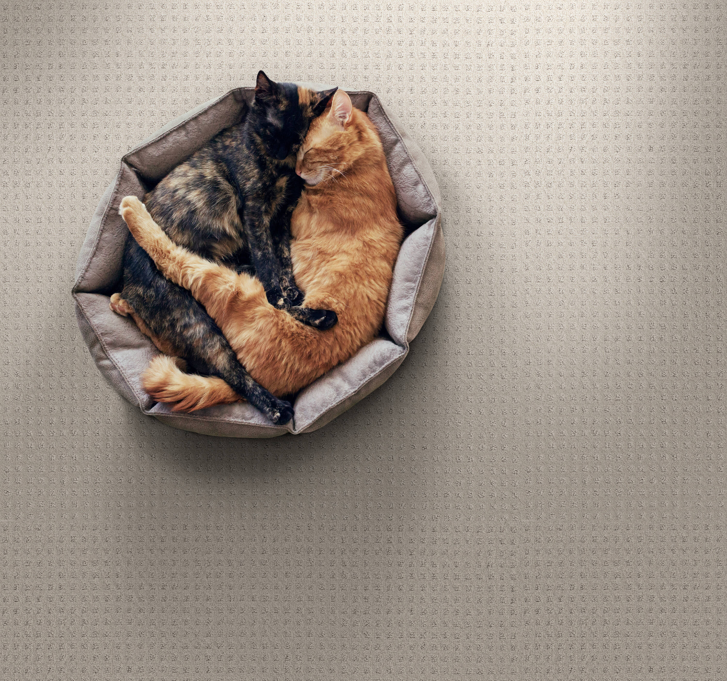 STAINMASTER PetProtect 7L89800511 Carpet-Panel - View #3