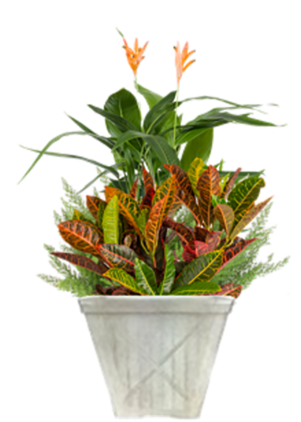 Lowe's 5337707 Feature Shrub in