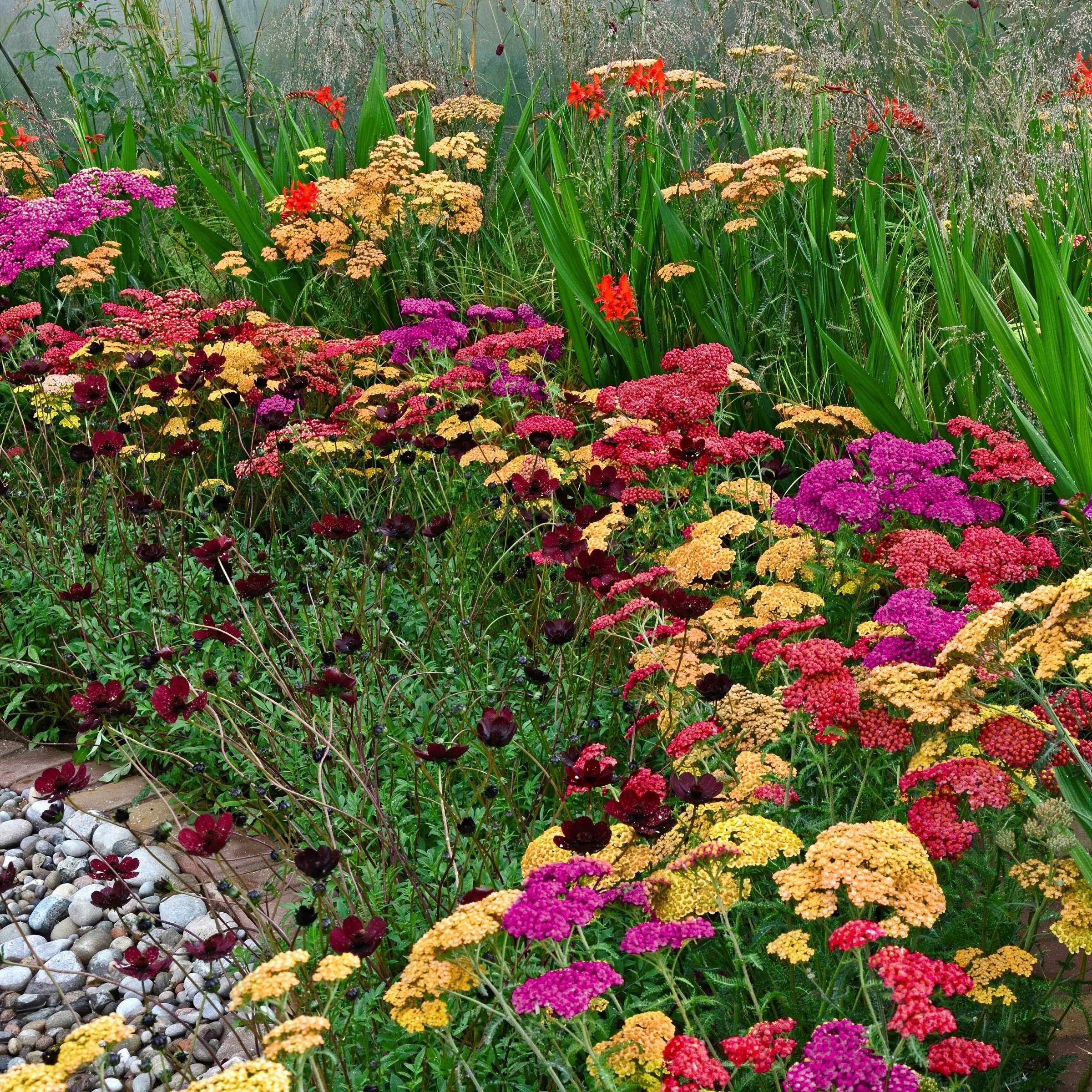 National Plant Network LW1951 perennials - View #6
