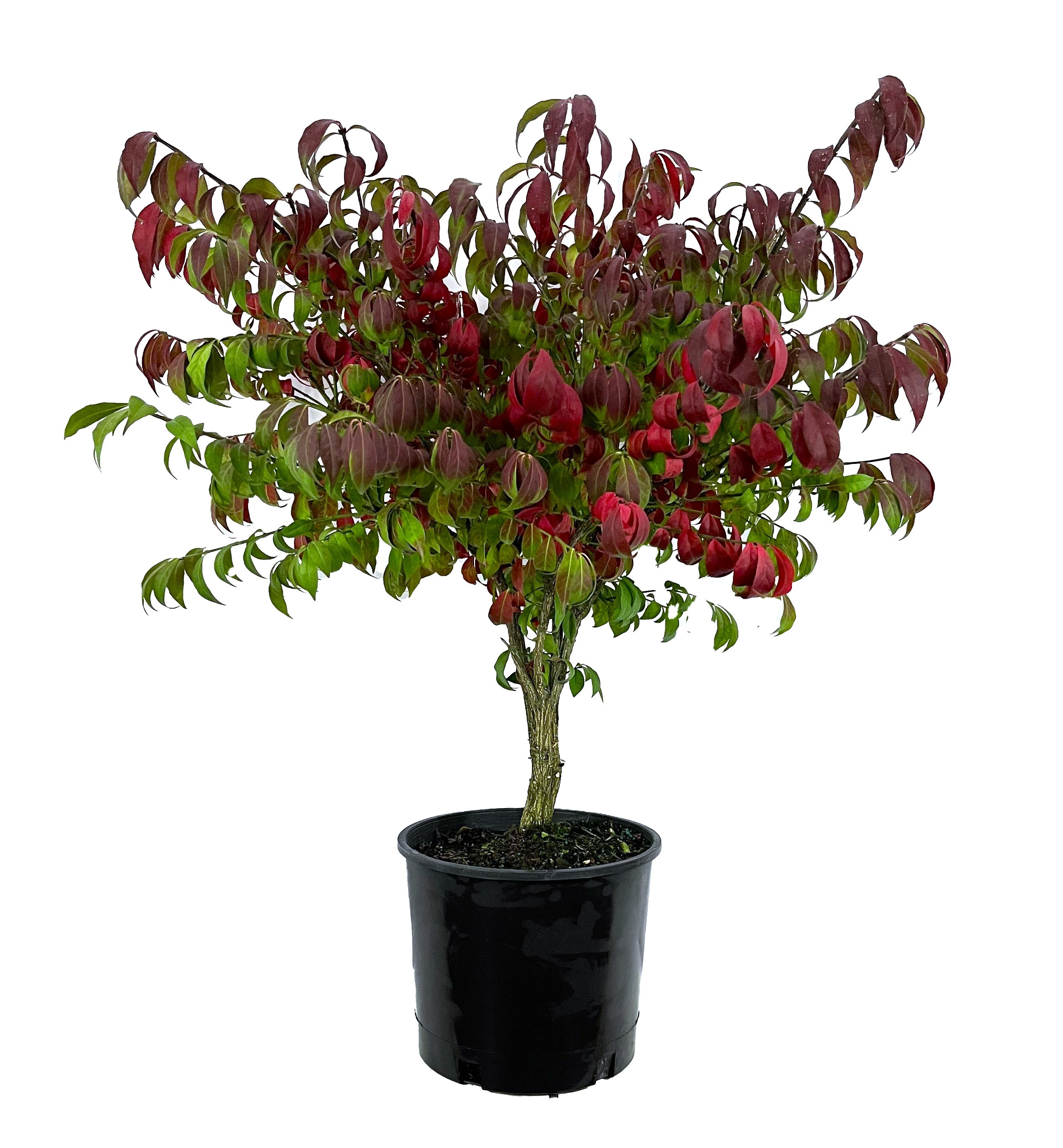 Euonymus Burning Bush Accent Shrub in 2.25-Gallon Pot in the Shrubs ...