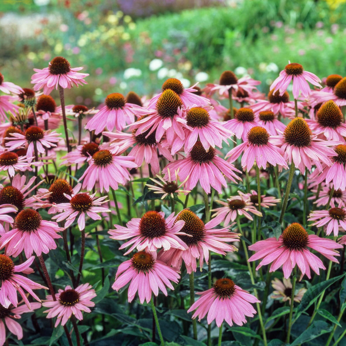Spring Hill Nurseries 92422 perennials - View #2