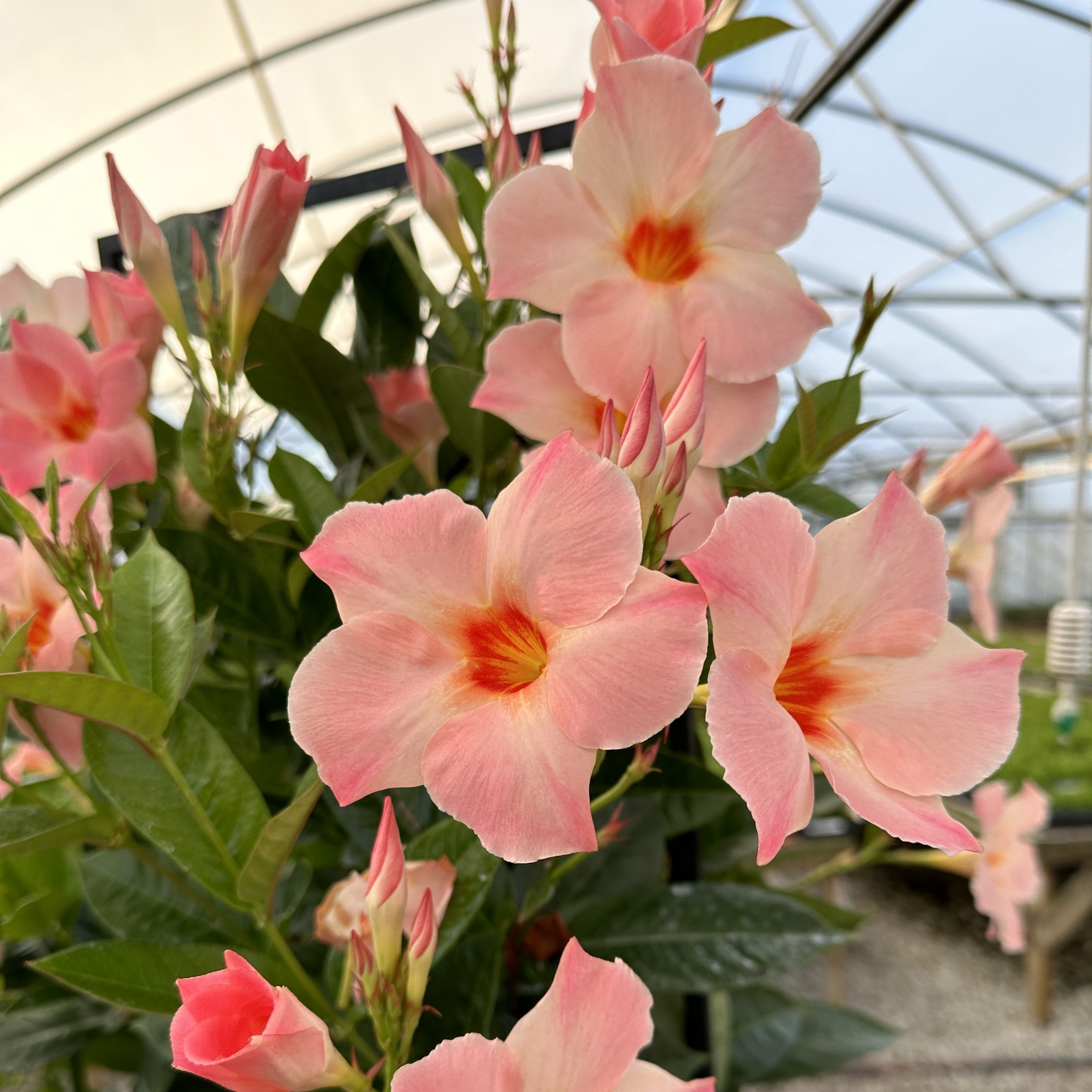 National Plant Network LW1580 annuals - View #4