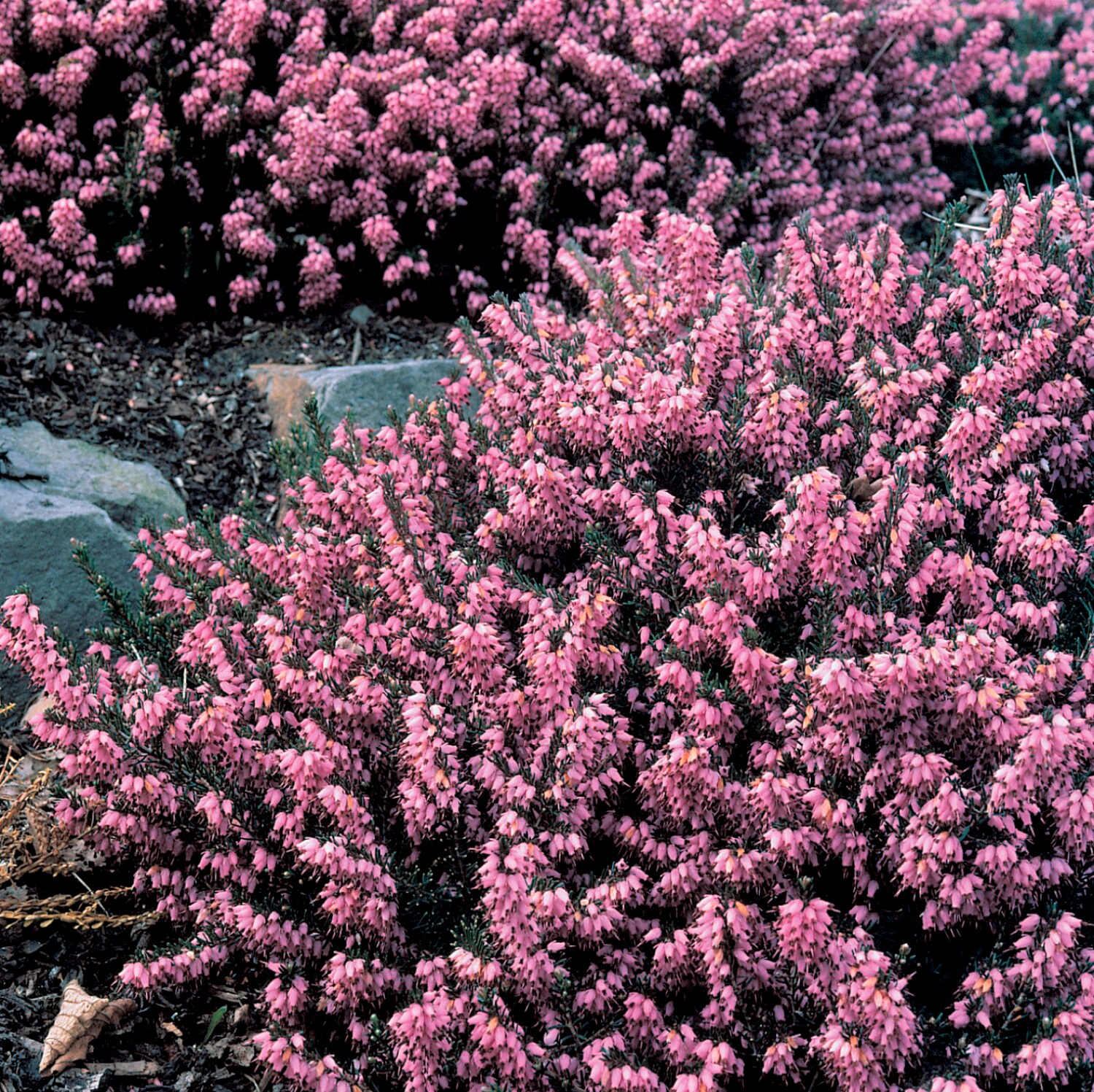 Spring Hill Nurseries Flowering Kramers Heather Erica Flowering Shrub in 2.5 -Quart Pot 1 -Pack with Red Blooms